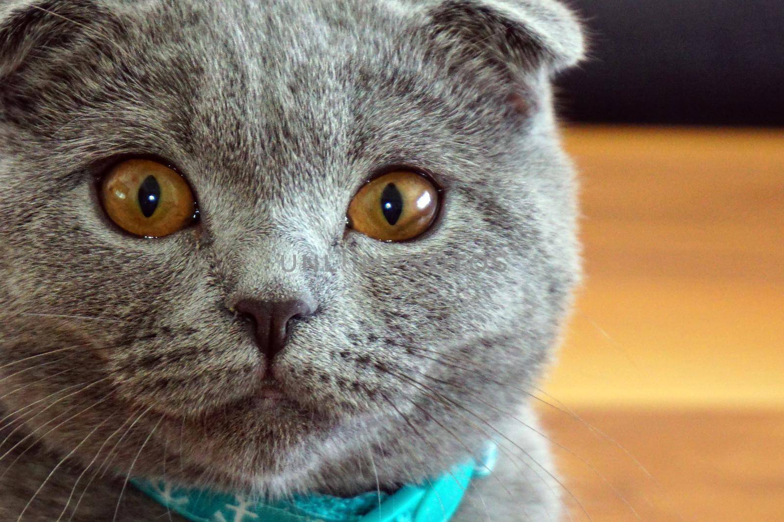 Cute scottish fold cat looking at camera close up view