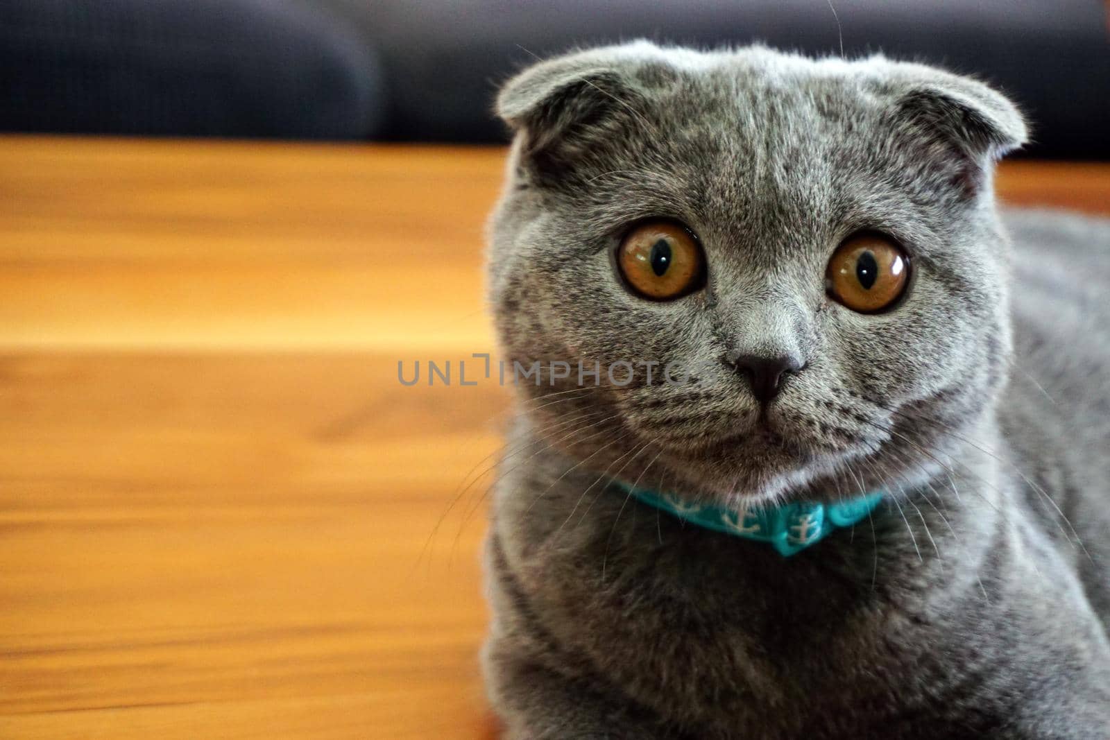Cute scottish fold cat looking at camera close up view