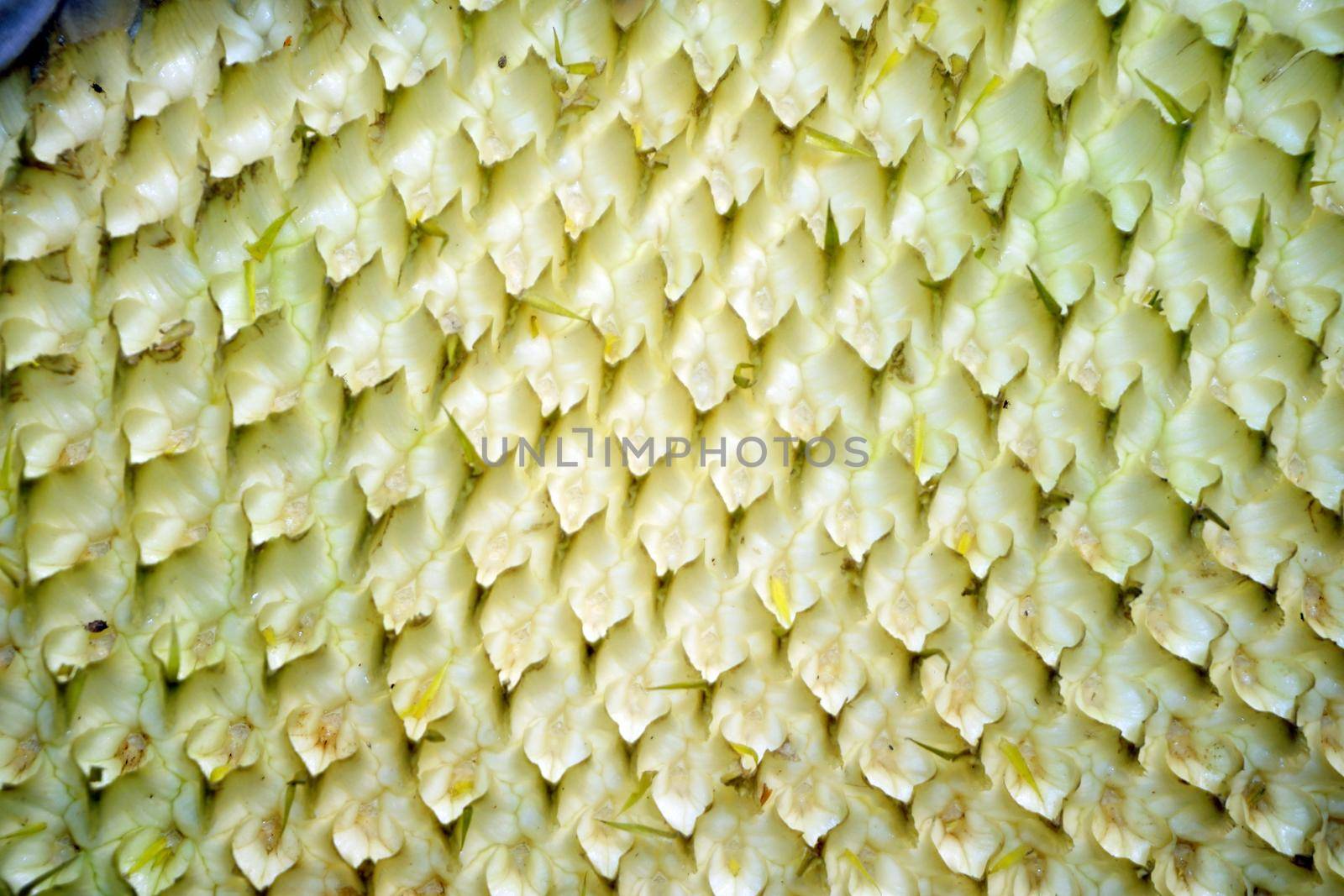 Organic sunflower and seed close up view
