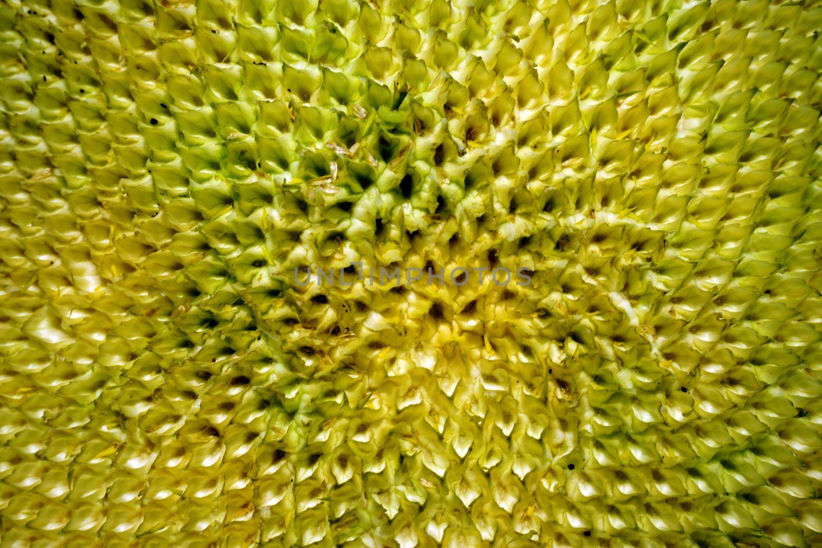 Organic sunflower and seed close up view
