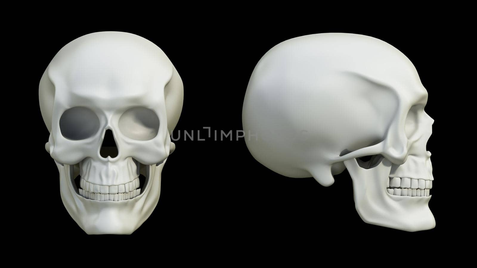 3D illustration of a skull with front and side views. 3D illustration.