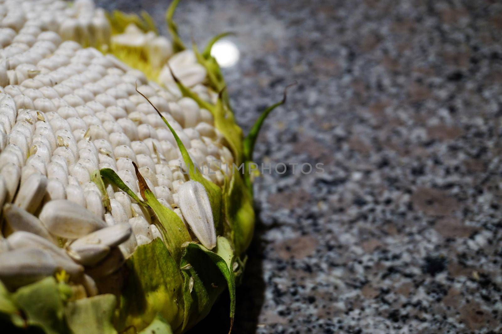 Organic sunflower and seed close up view