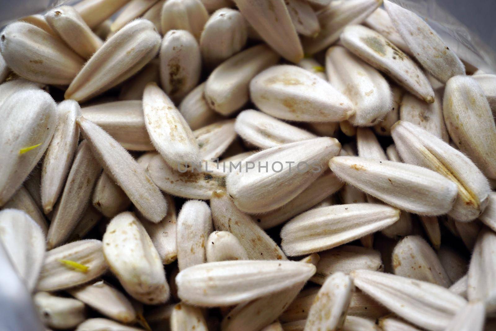 Organic sunflower and seed close up view