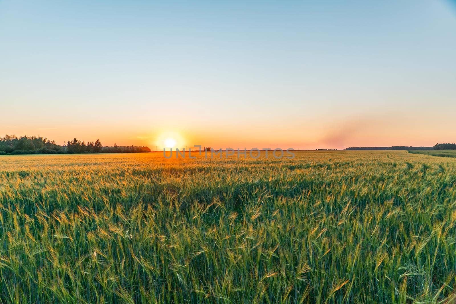 A walk through a field or meadow in the evening sun at sunset. Calmness, contemplation and peace when walking in the quiet early morning at dawn with the sun's rays.The ears of grain crops are waving by YevgeniySam