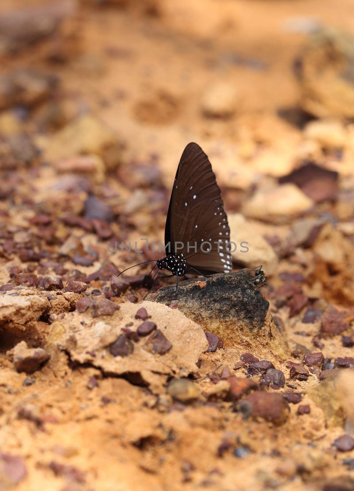 Common Indian Crow butterfly (Euploea core Lucus) on the ground