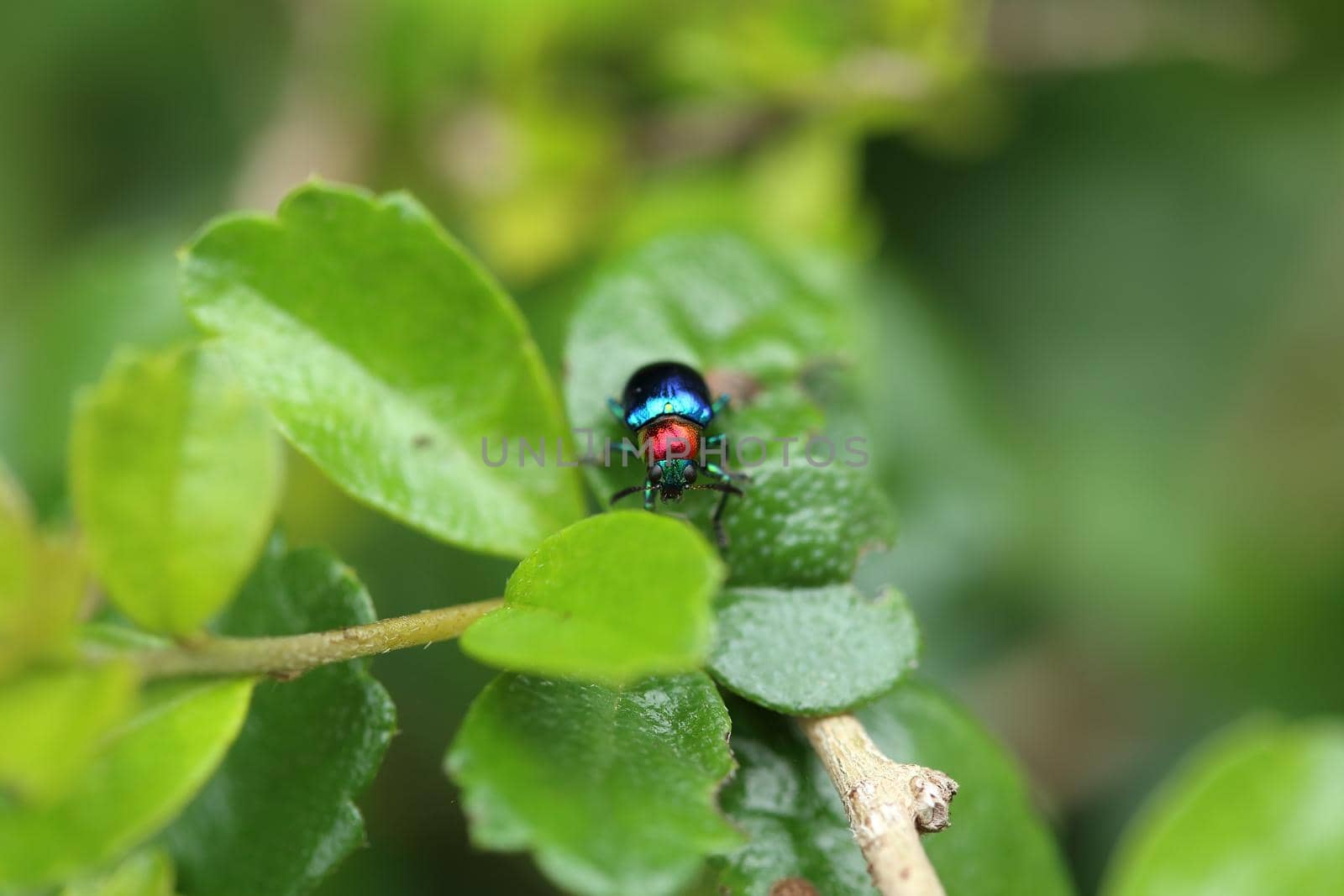 A Beetle perched on a plant leaf. Superfamily Scarabaeoidea, Family Scarabaeidae, Subfamily Rutelinae, Tribe Anomalini, Subtribe Popilliin