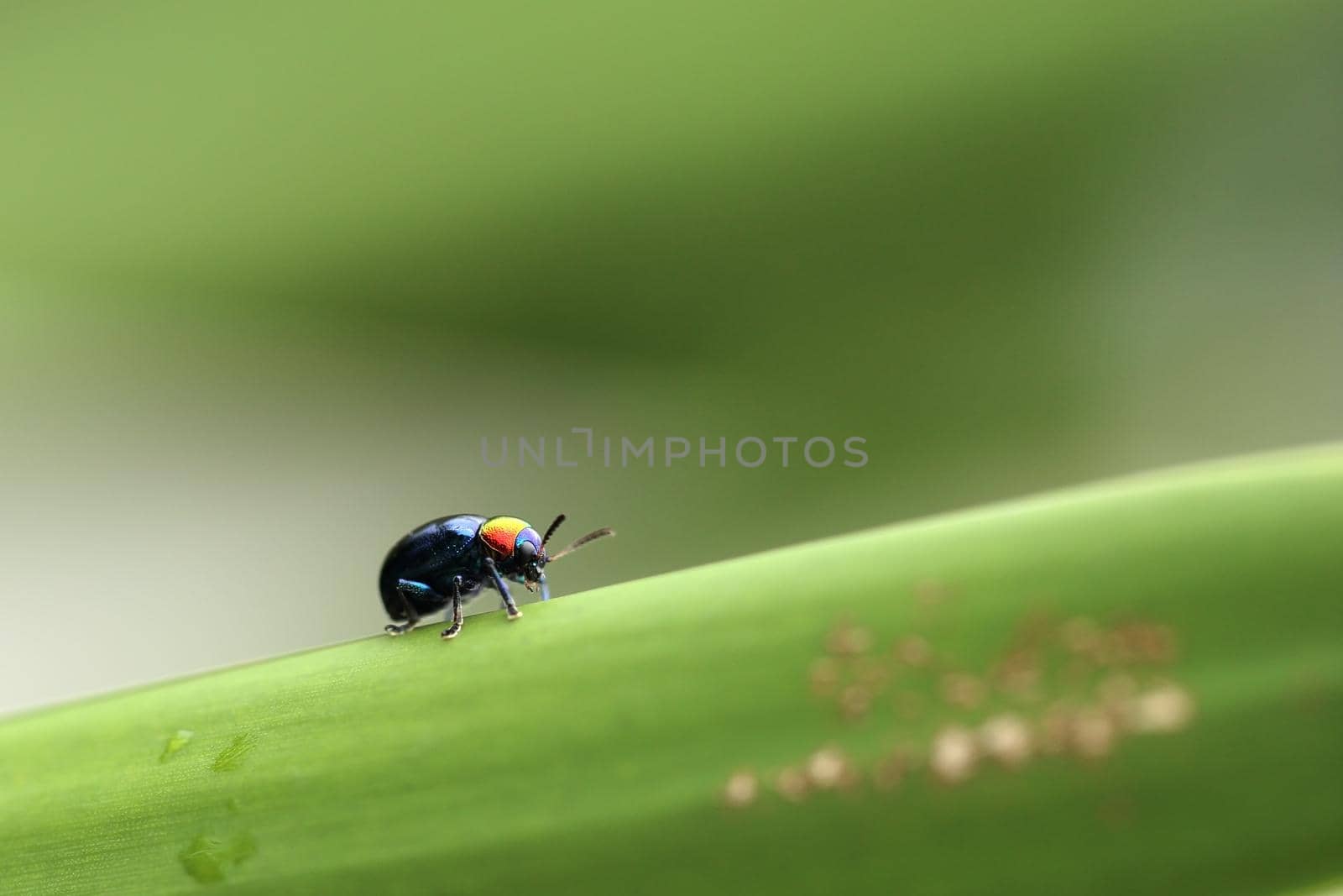 A Beetle perched on a plant leaf. Superfamily Scarabaeoidea, Family Scarabaeidae, Subfamily Rutelinae, Tribe Anomalini by geargodz