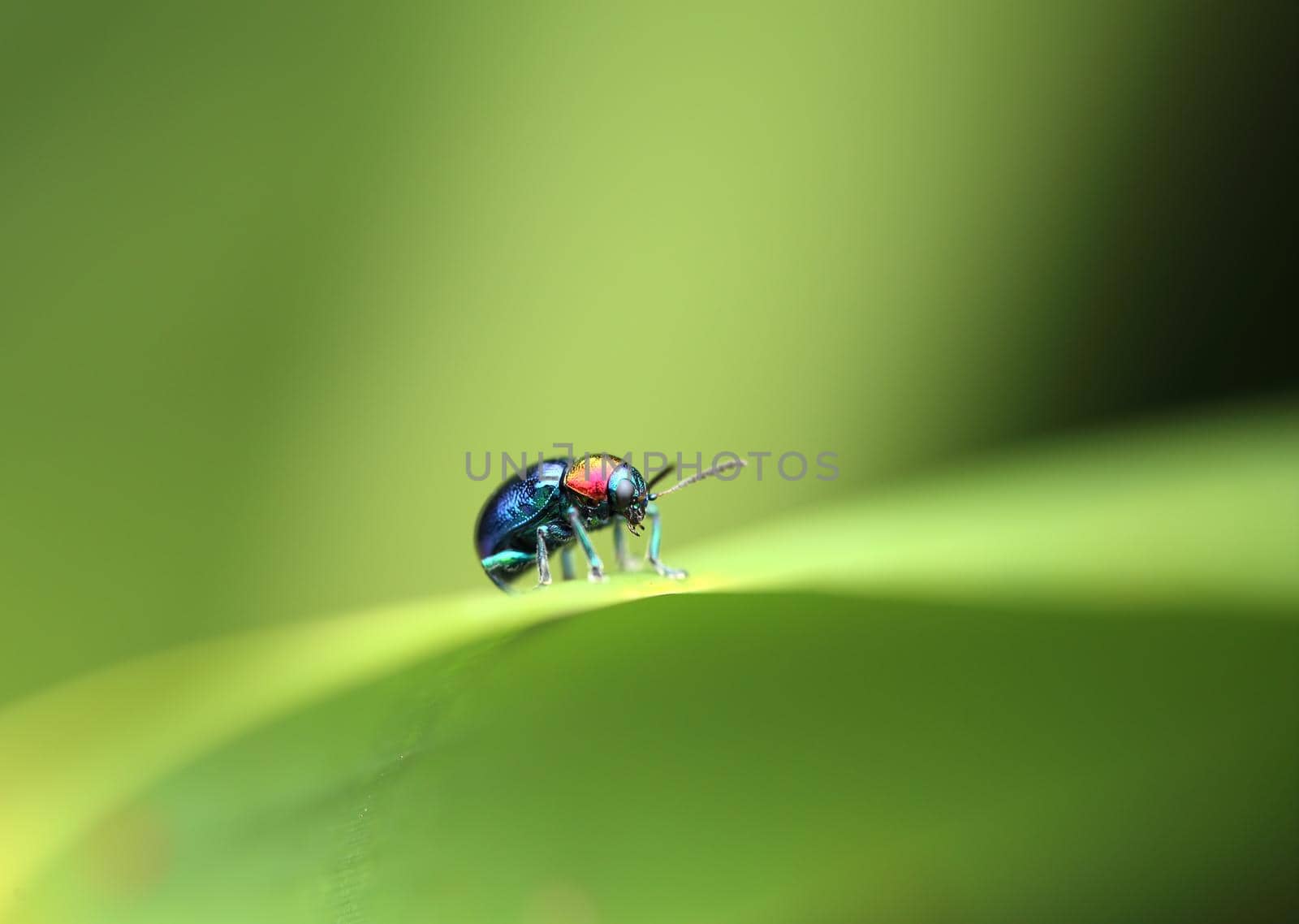 A Beetle perched on a plant leaf. Superfamily Scarabaeoidea, Family Scarabaeidae, Subfamily Rutelinae, Tribe Anomalini, Subtribe Popilliin