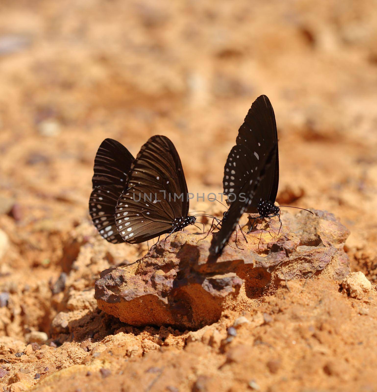 Common Indian Crow butterfly (Euploea core Lucus) by geargodz