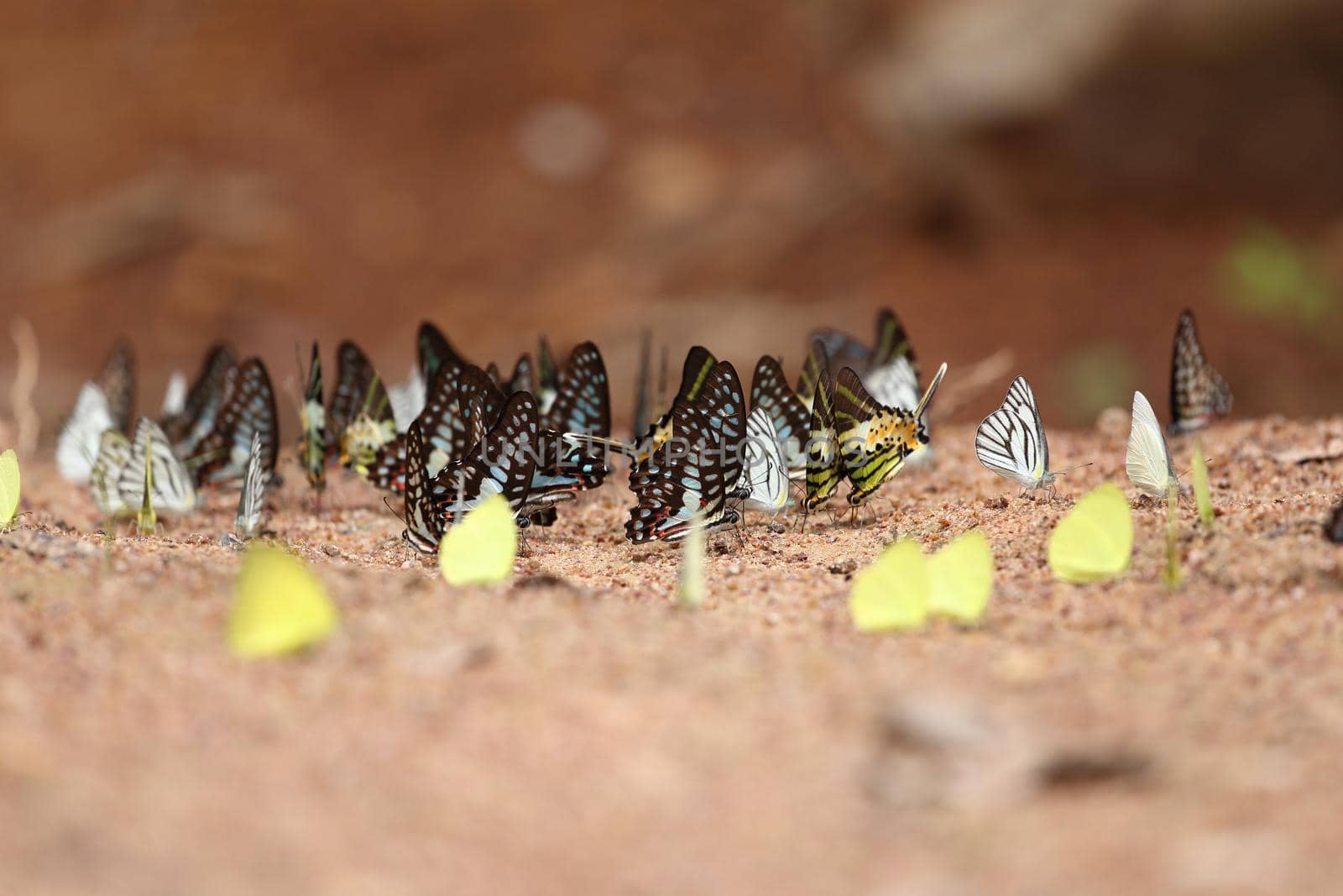 Group of  butterfly on the ground (Common Jay, Graphium antiphates itamputi (Butler),  Small Grass Yellow, Striped Albatross) 