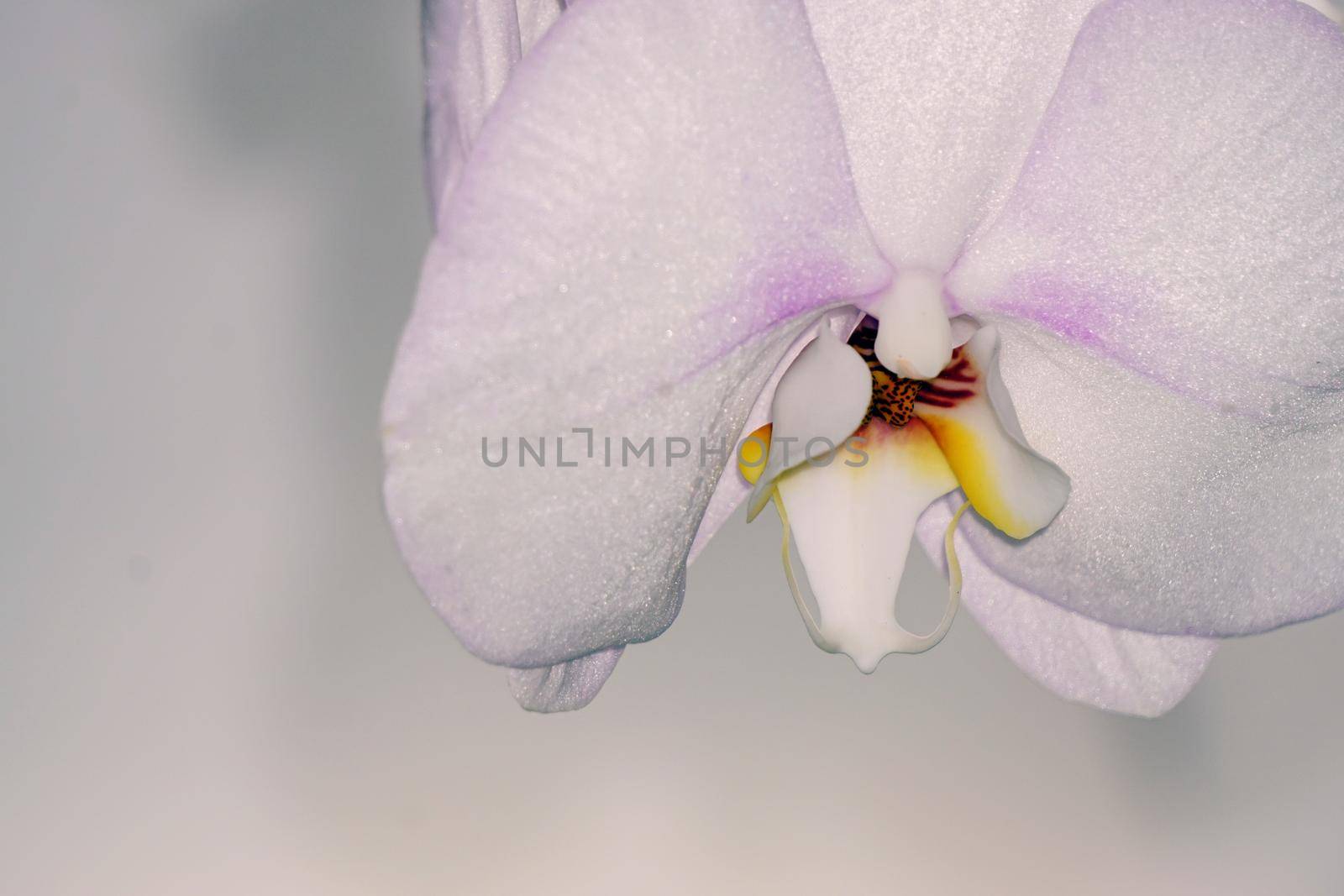 Orchid flowers texture background by tasci