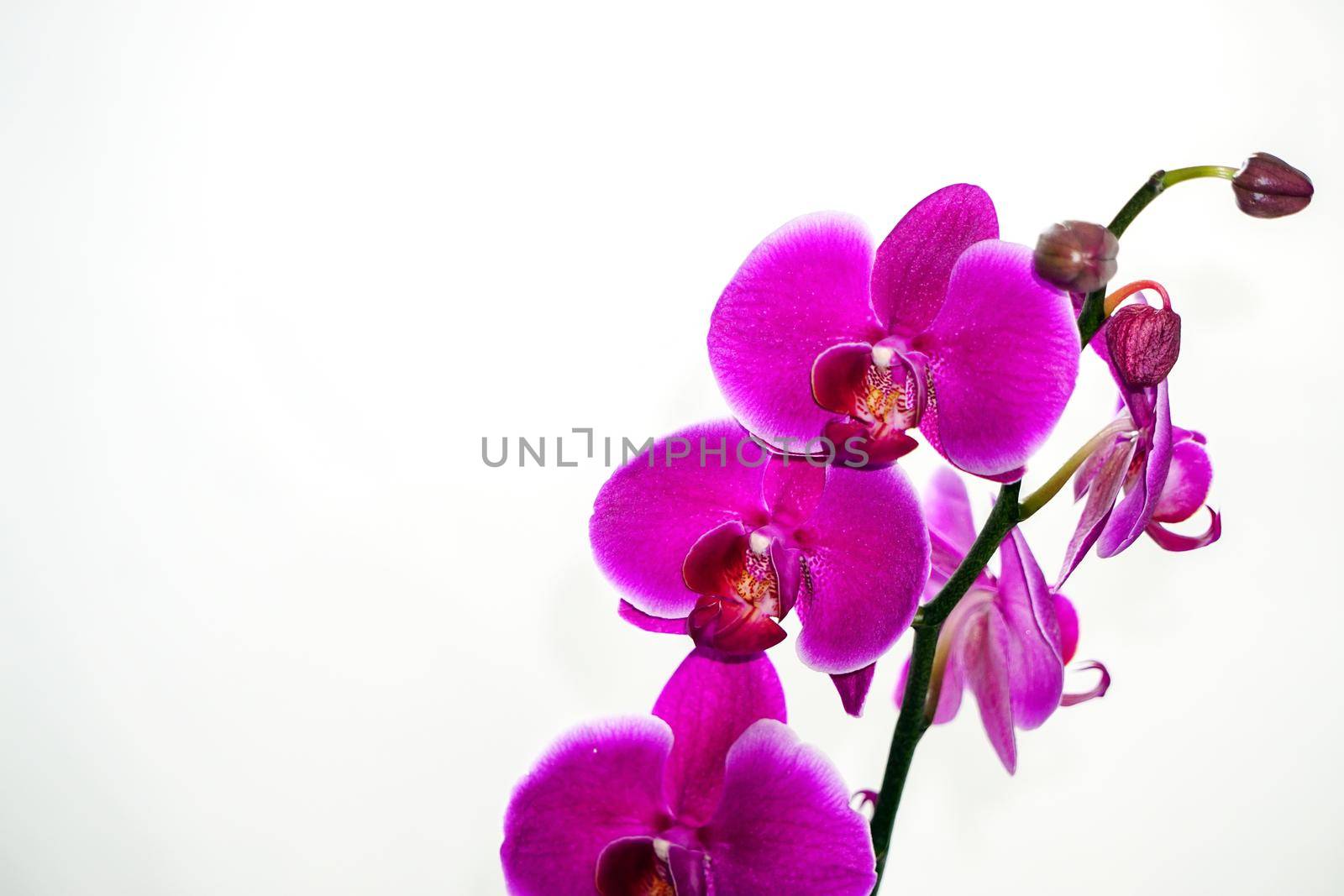 Orchid flowers texture background by tasci