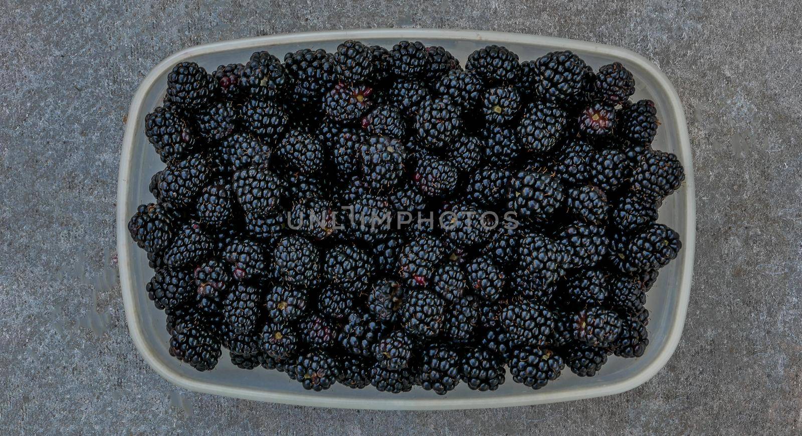 Ripe blackberries in a plastic container top view. Blackberry fruit in the open plastic container