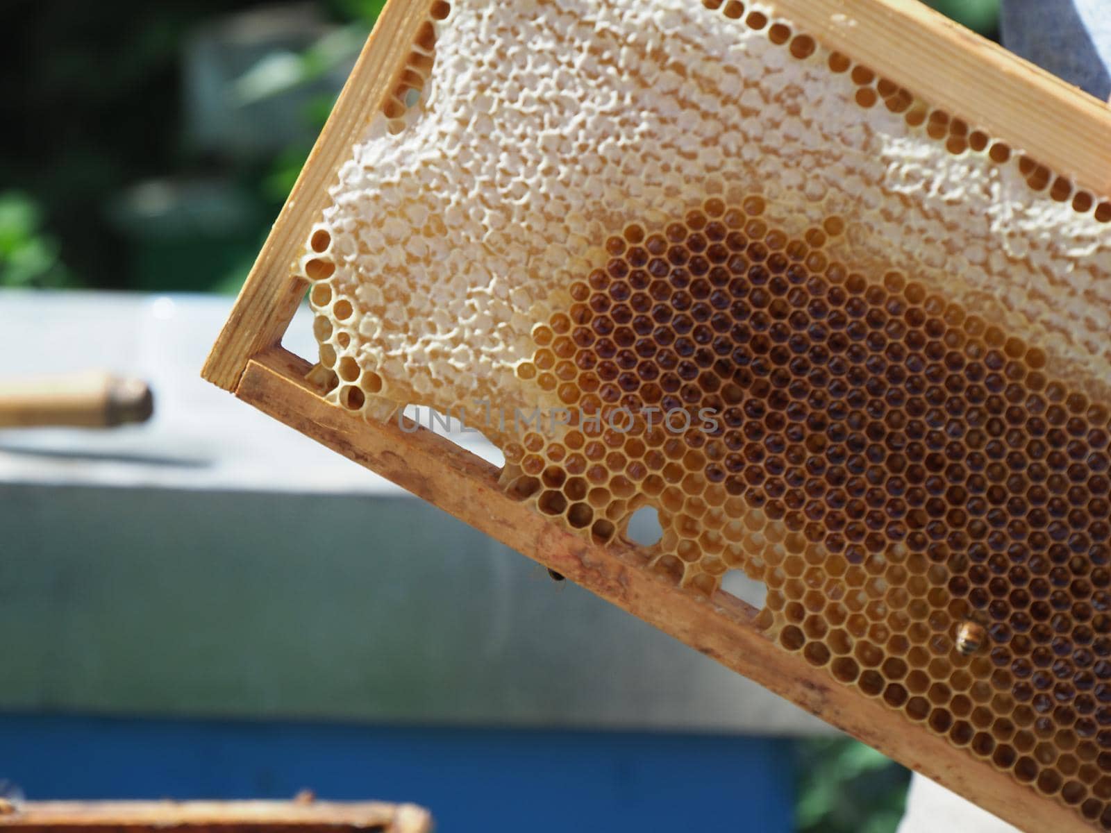 Master bee keeper pulls out a frame with honey from the beehive in the colony. by verbano