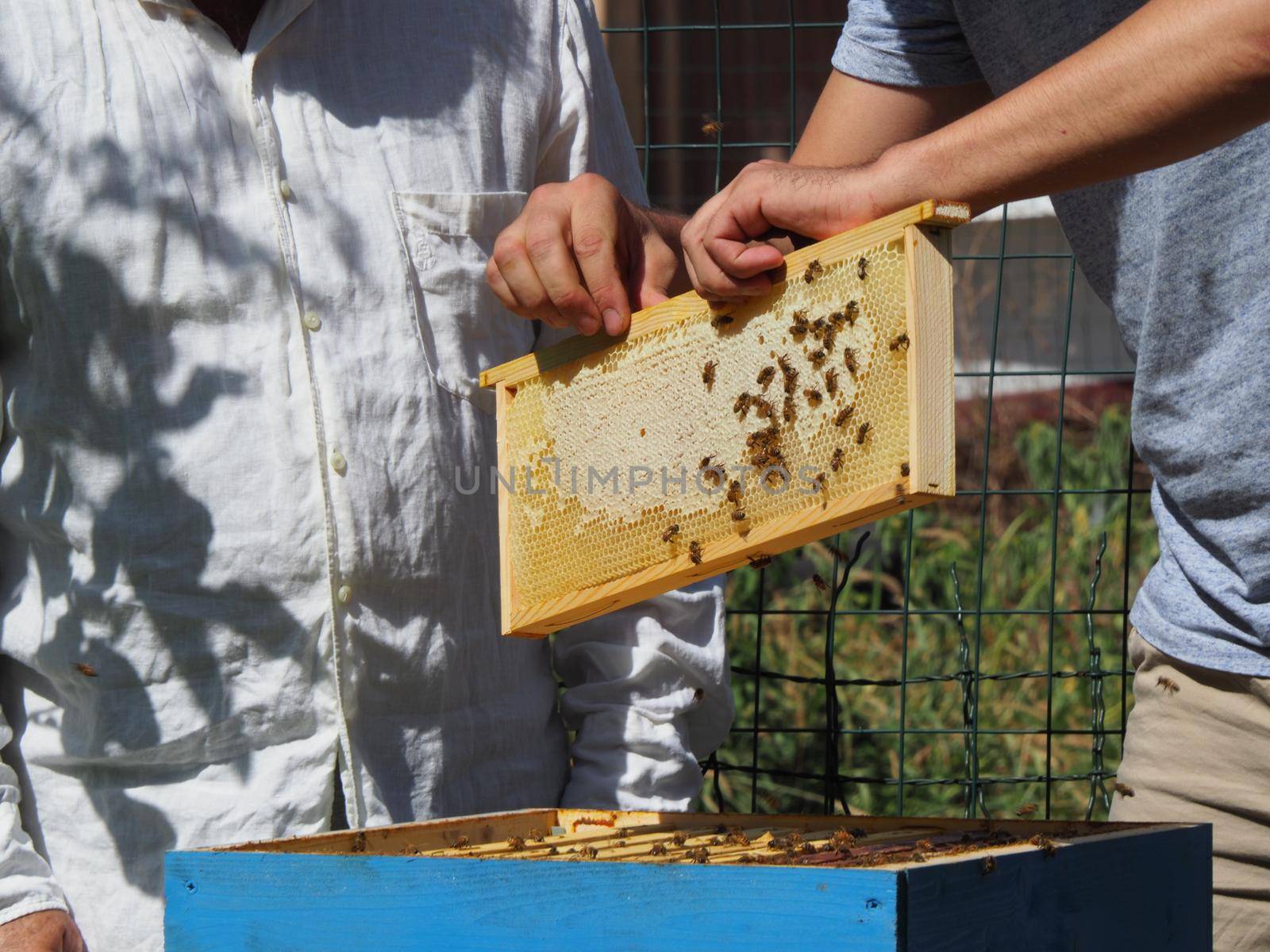 Master bee keeper pulls out a frame with honey from the beehive in the colony. by verbano