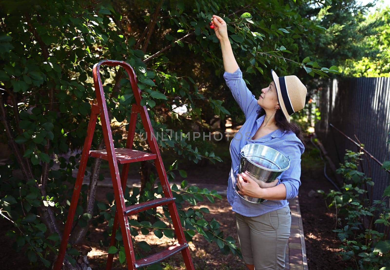 Multiethnic middle aged woman gardener working in a cherry orchard, picking cherries from tree into a metal galvanized bucket. Agriculture. Summer harvest time. Agribusiness. Countryside lifestyle