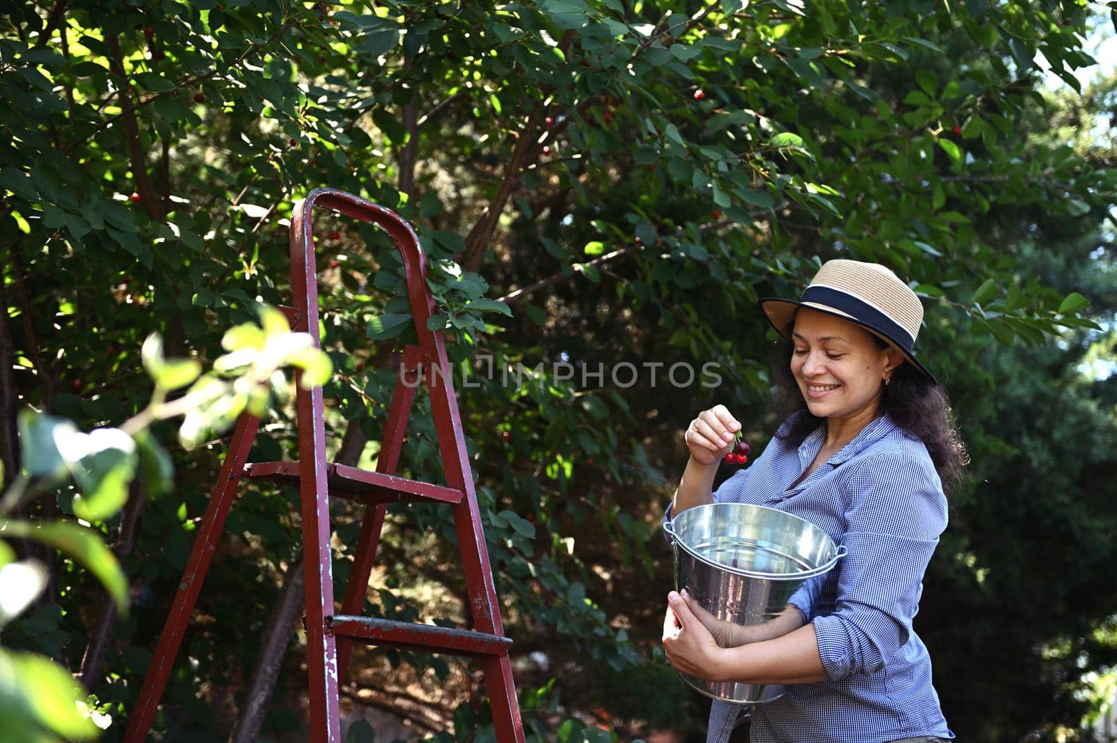 Pleasant Caucasian mature woman wearing a straw hat, enjoying seasonal harvest time, picking ripe cherries from tree into a metal bucket while gardening in orchard, on a warm summer early morning day