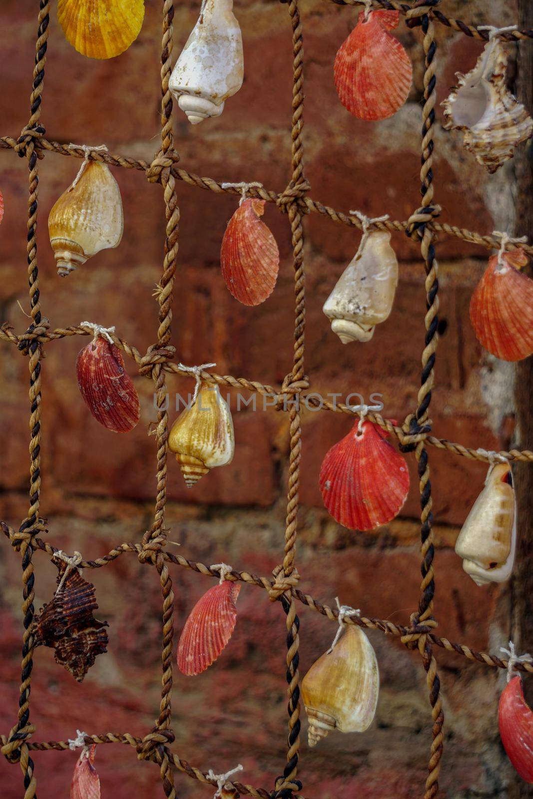 Sea shells attached on the fishing net texture template background close up view by tasci