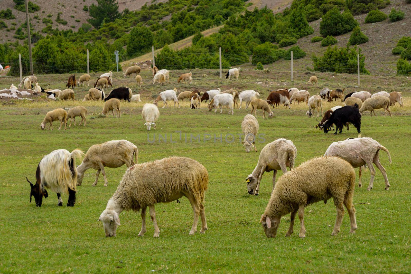 Sheep and goat herd being fed on green fields before the sacrifation fete on a sunny day in Turkey