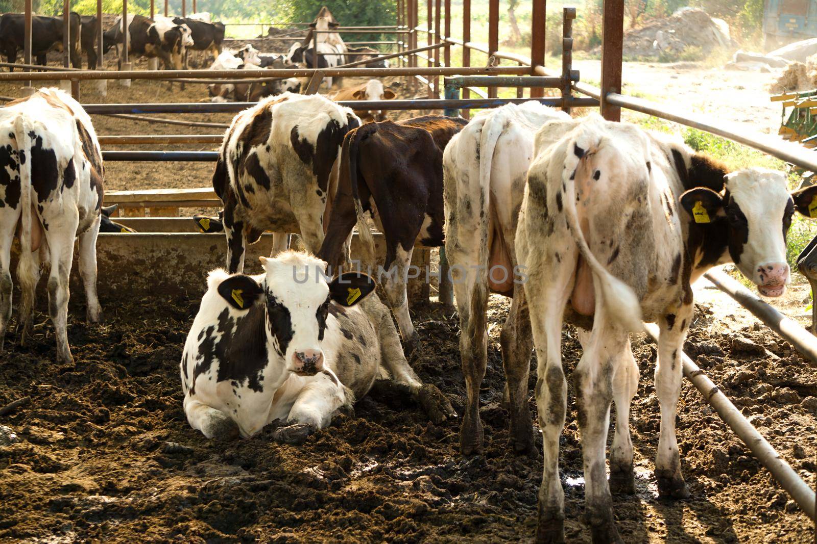 Modern cow barn with livestock close up view