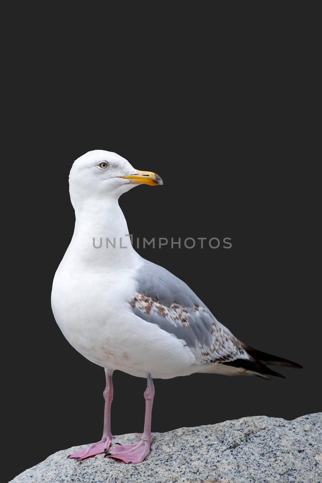 The seagull is standing on a stone. European Herring Gull, Larus argentatus, isolated on black background. by SERSOL