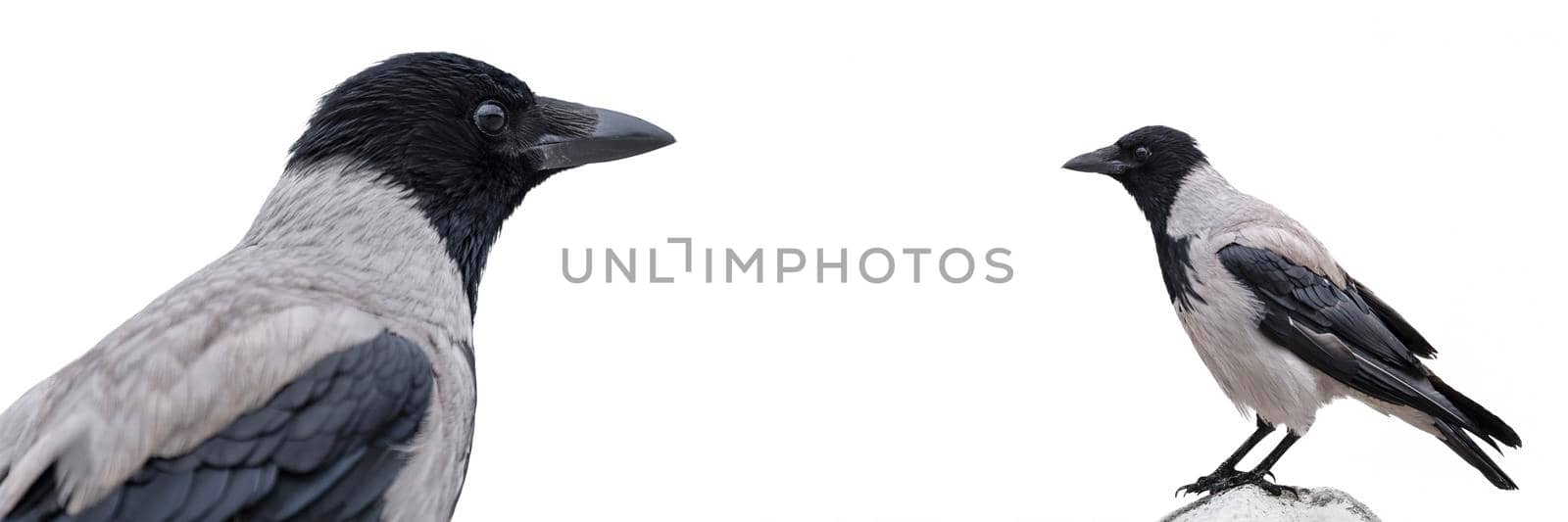 Gray crow isolated on white background. Set of 2 crows, close-up on a white background. by SERSOL