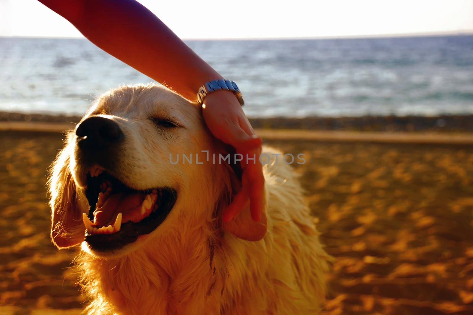 Cute dog portaits close up view
