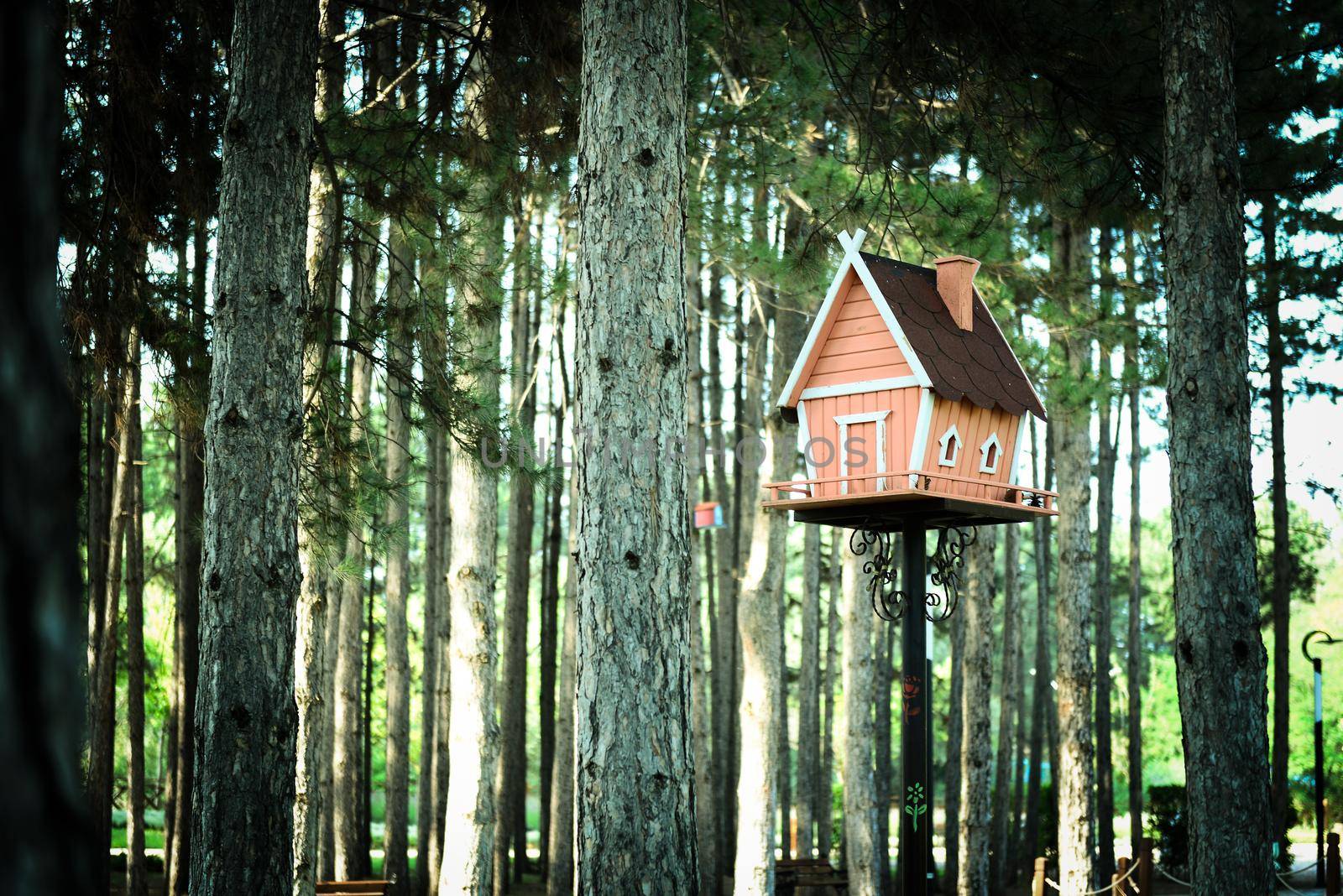 Home shaped wooden bird house in the pine forest by tasci