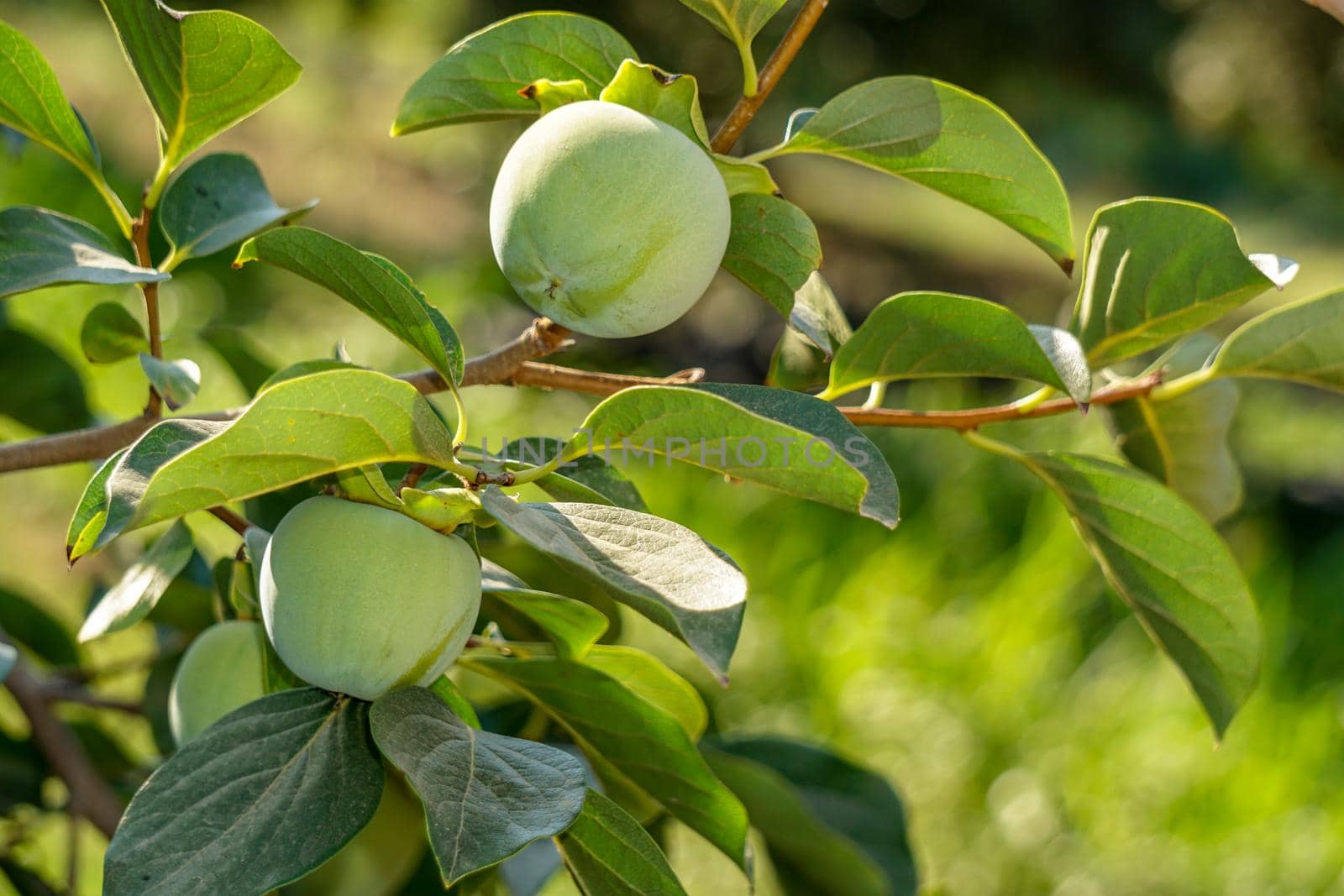 Uncultivated japanese persimmon on the tree close up view