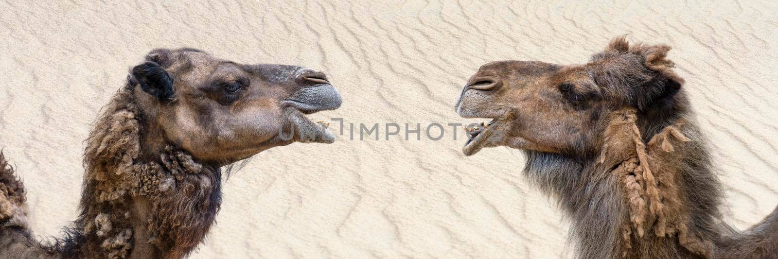 Camel in the desert, close-up. Close-up of a camel's head against the background of sand in the desert. Camel opened his mouth and showed his teeth, smiling. by SERSOL