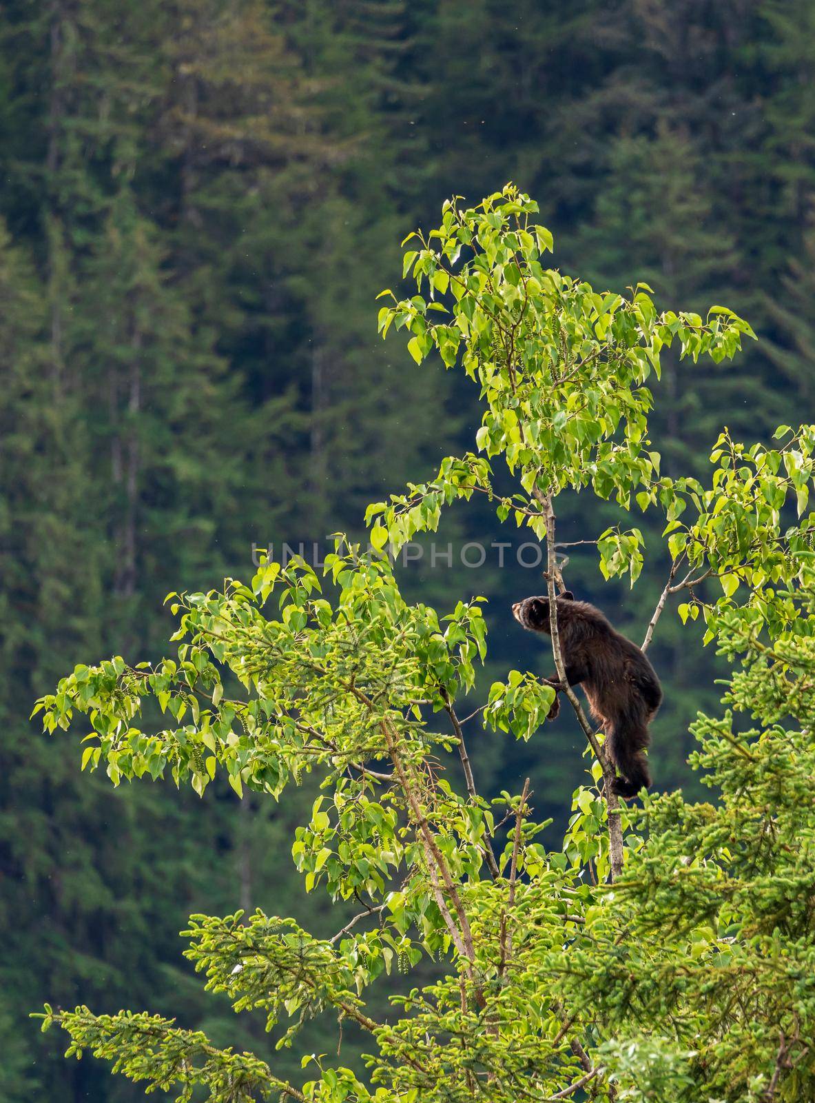 Wild brown or black bear cub high in tree in Alaska by steheap