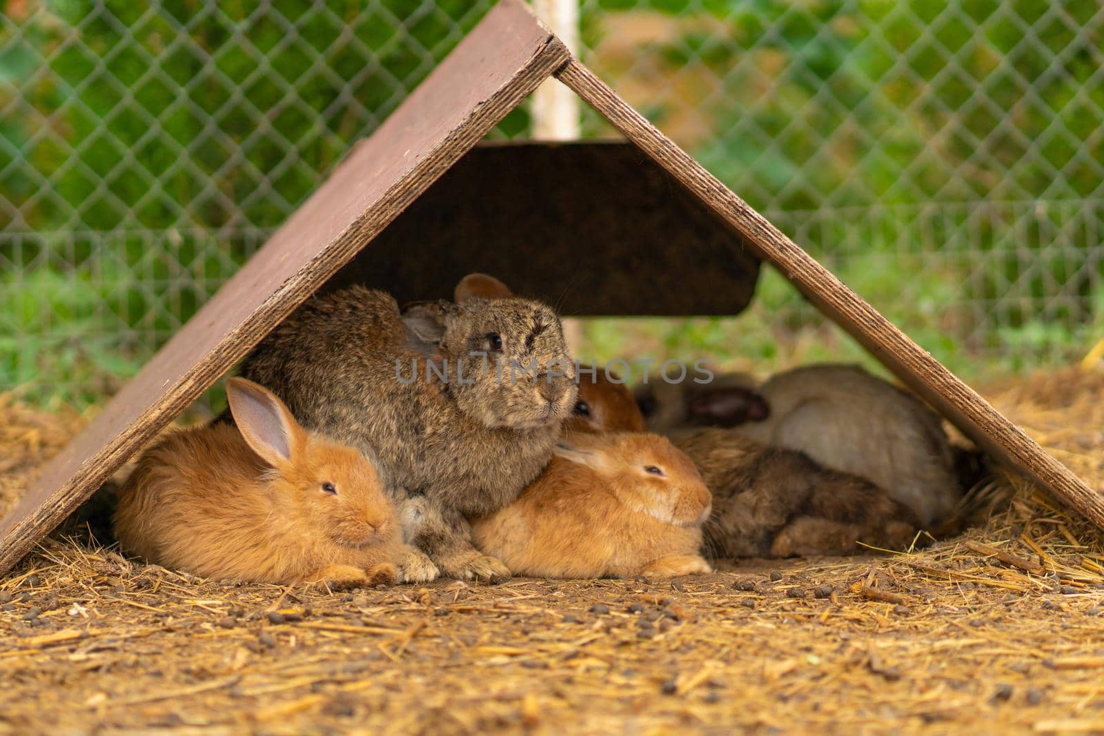 Rabbit white easter brown nature bunny background fluffy garden cute, for sitting natural from mammal from sweet grass, bright closeup. Isolated ,