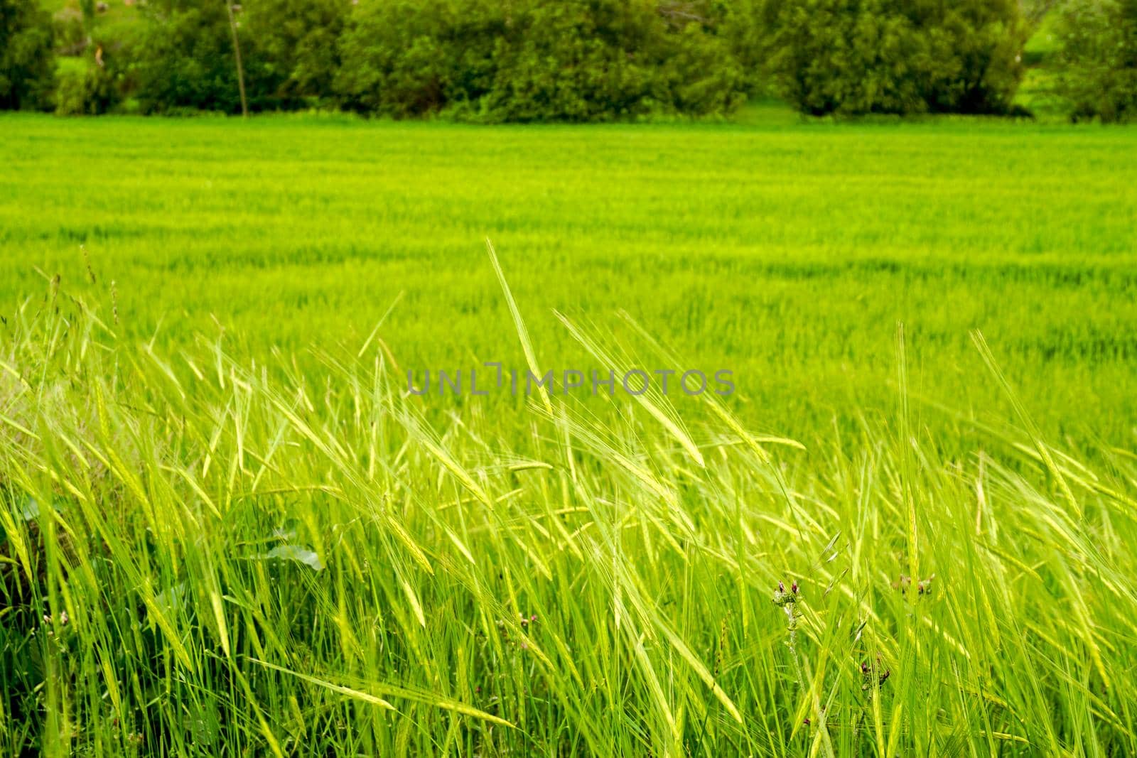 Green field of eat of wheat close up view
