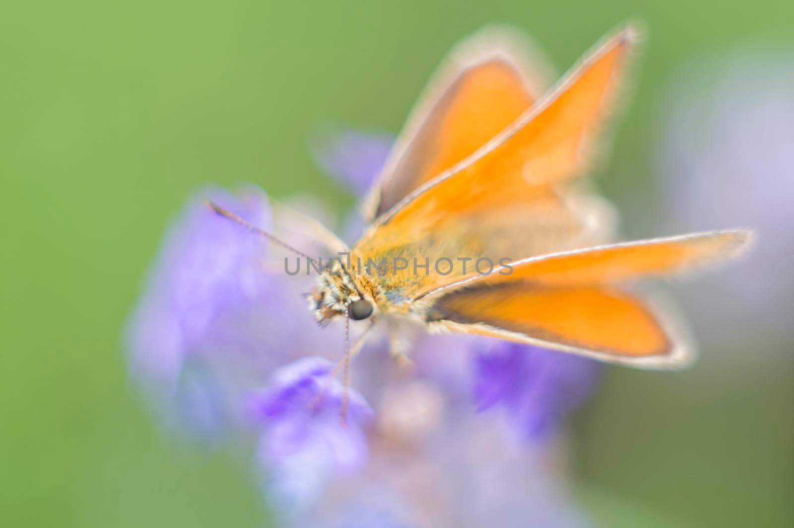 orange moth butterfly on purple lavender inflorescence, macro photography, natural background High quality photo