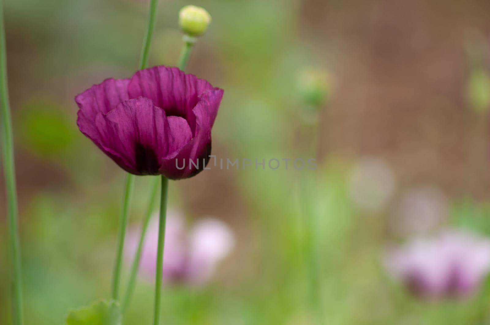 amazing purple poppies summer buds of summer flowers close up, floral background by KaterinaDalemans