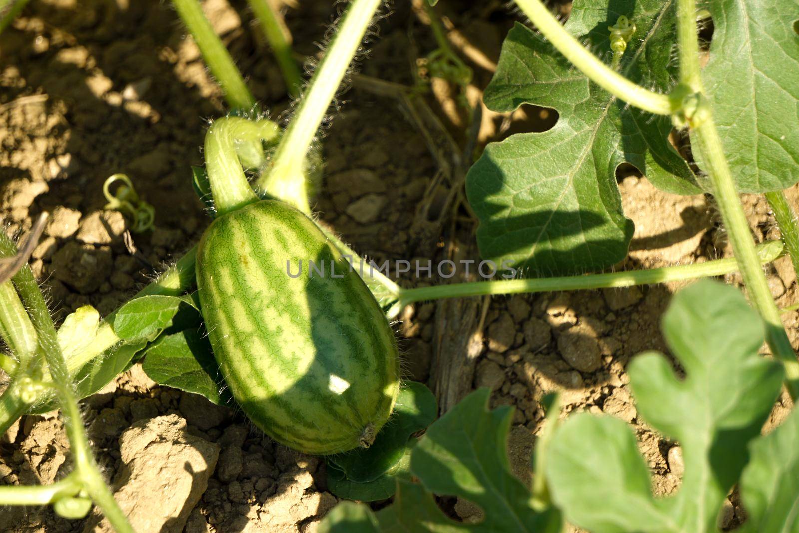 Tiny growing raw watermelon in woman hand on the field