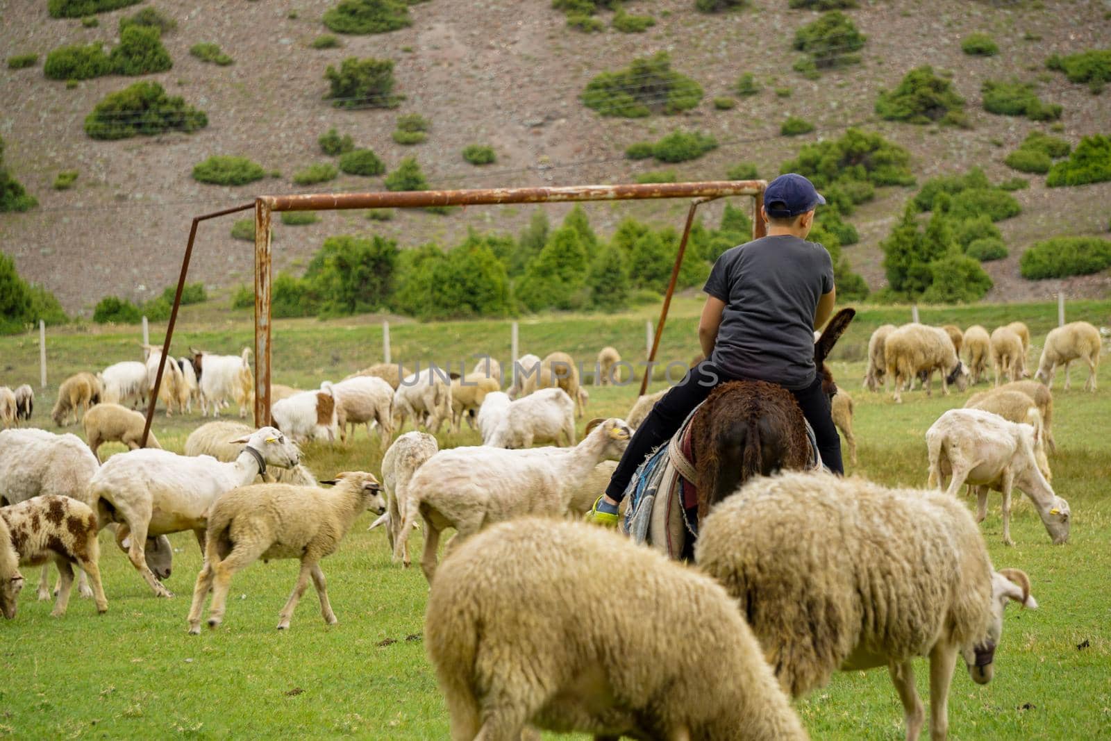 4 july 2021 Eskisehir Turkey Shephard child herding the sheep on green fields before the sacrifation fete