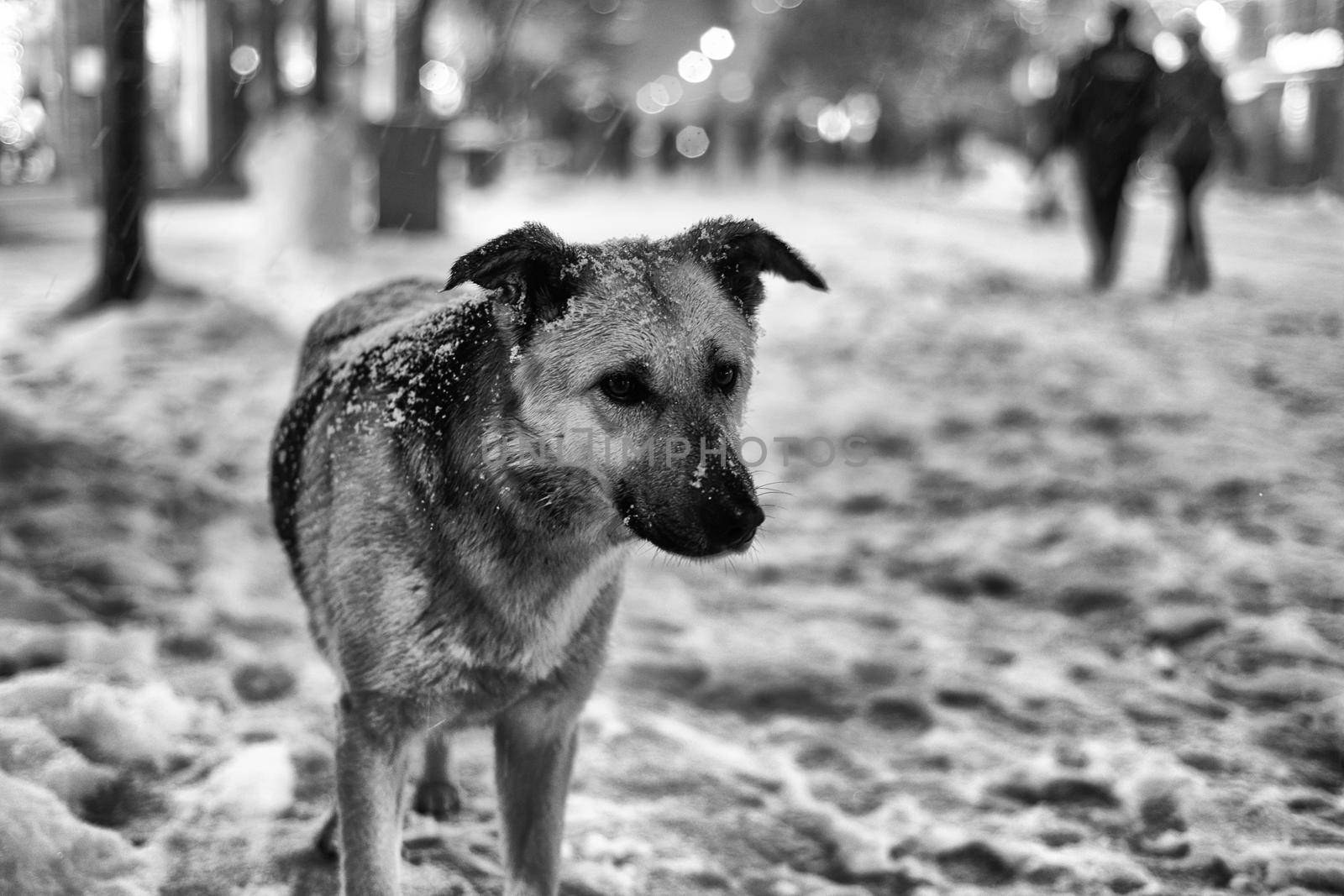 Cute dog in the snowy night