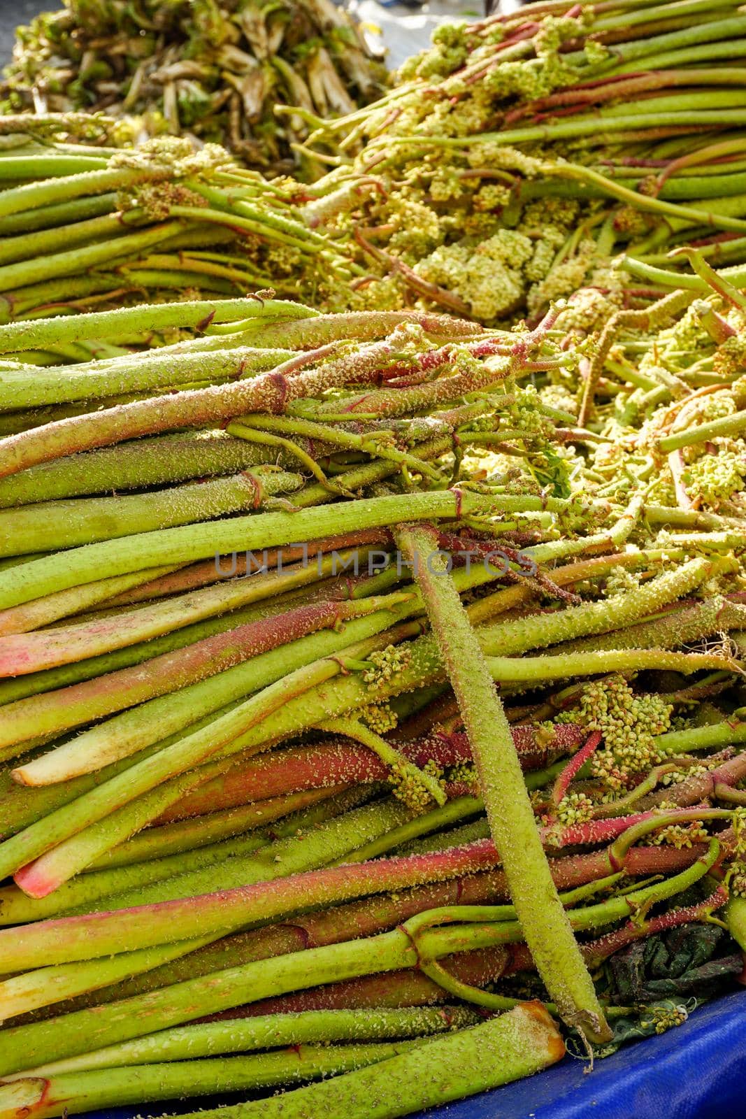 Rhubarb plant known as iskin in Turkish close up view