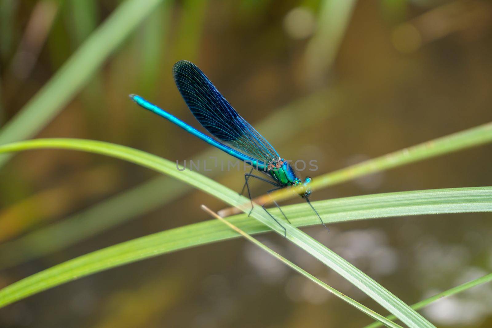 Blue colored dragonfly in the nature close up view