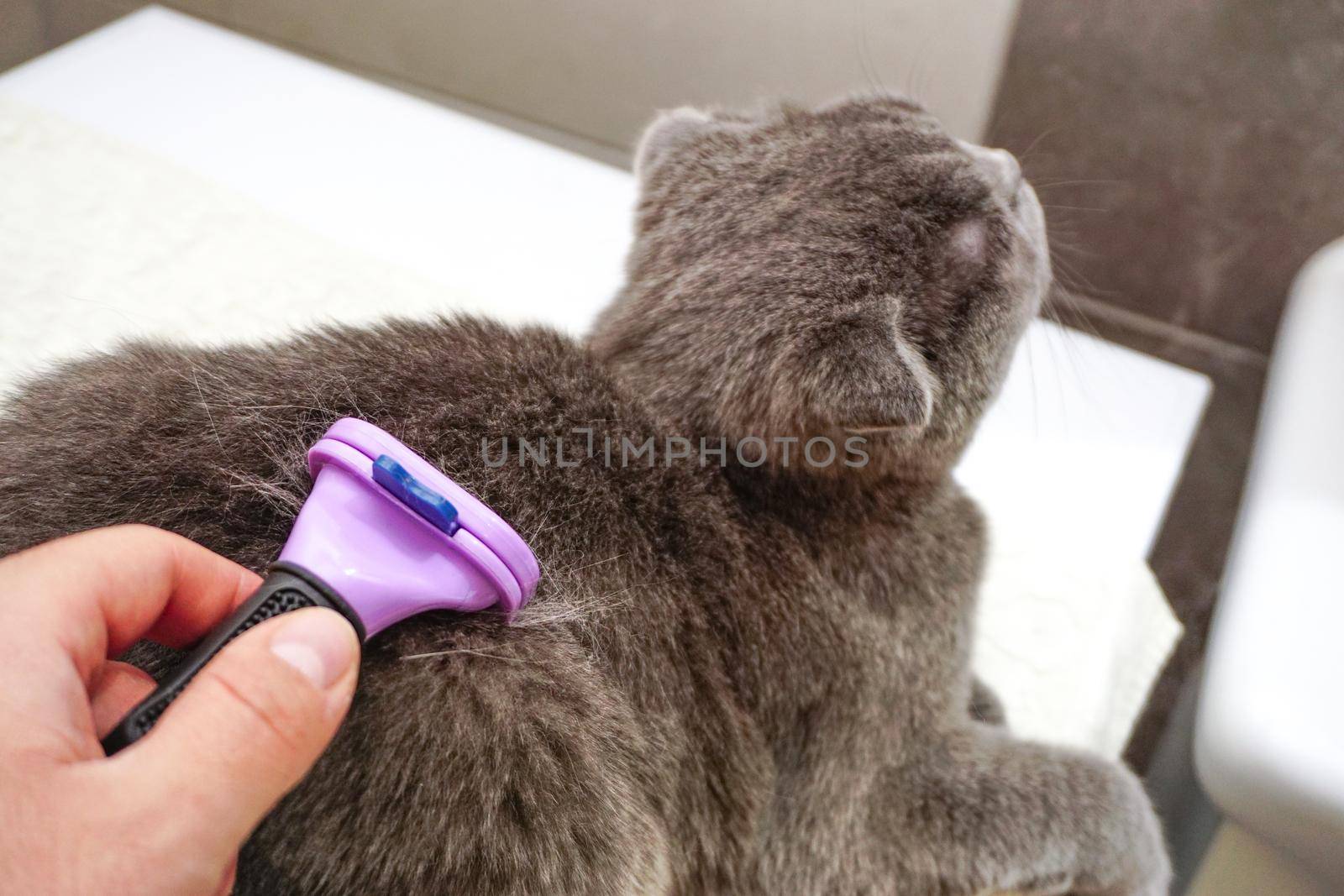 Scottish fold cat being combed at home