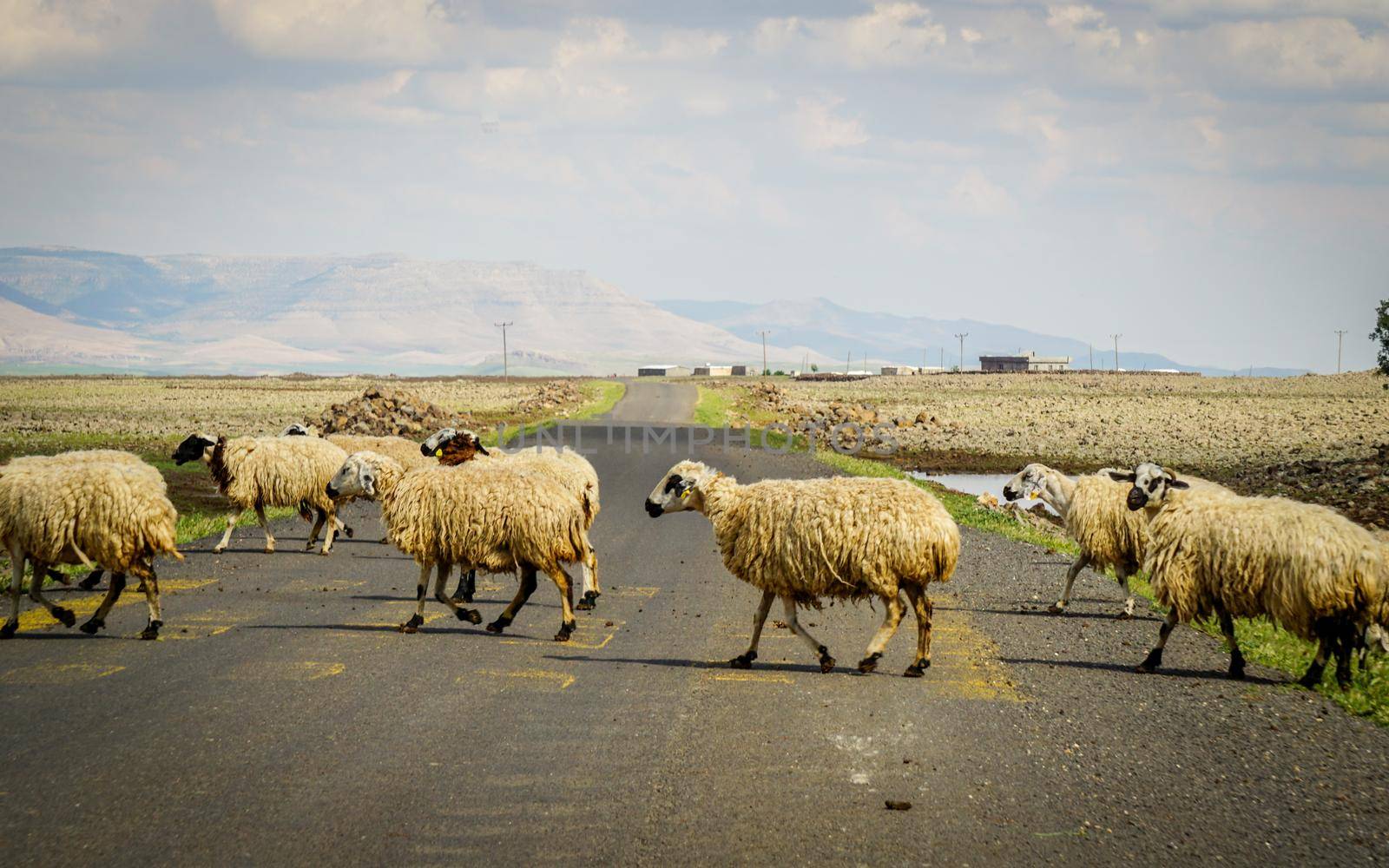 Sheep herd crossing the road