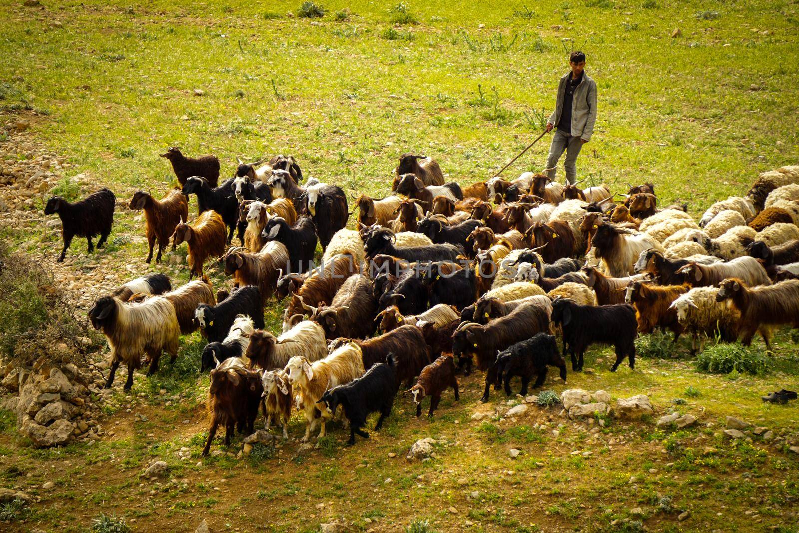 9 May 2022 Derik Mardin Turkey. Goat herd being herded by herder men on the field