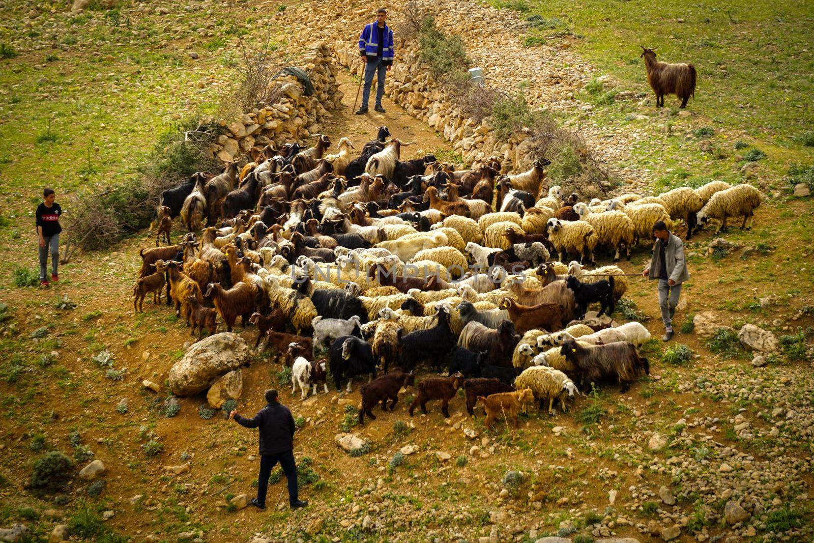 9 May 2022 Derik Mardin Turkey. Goat herd being herded by herder men on the field