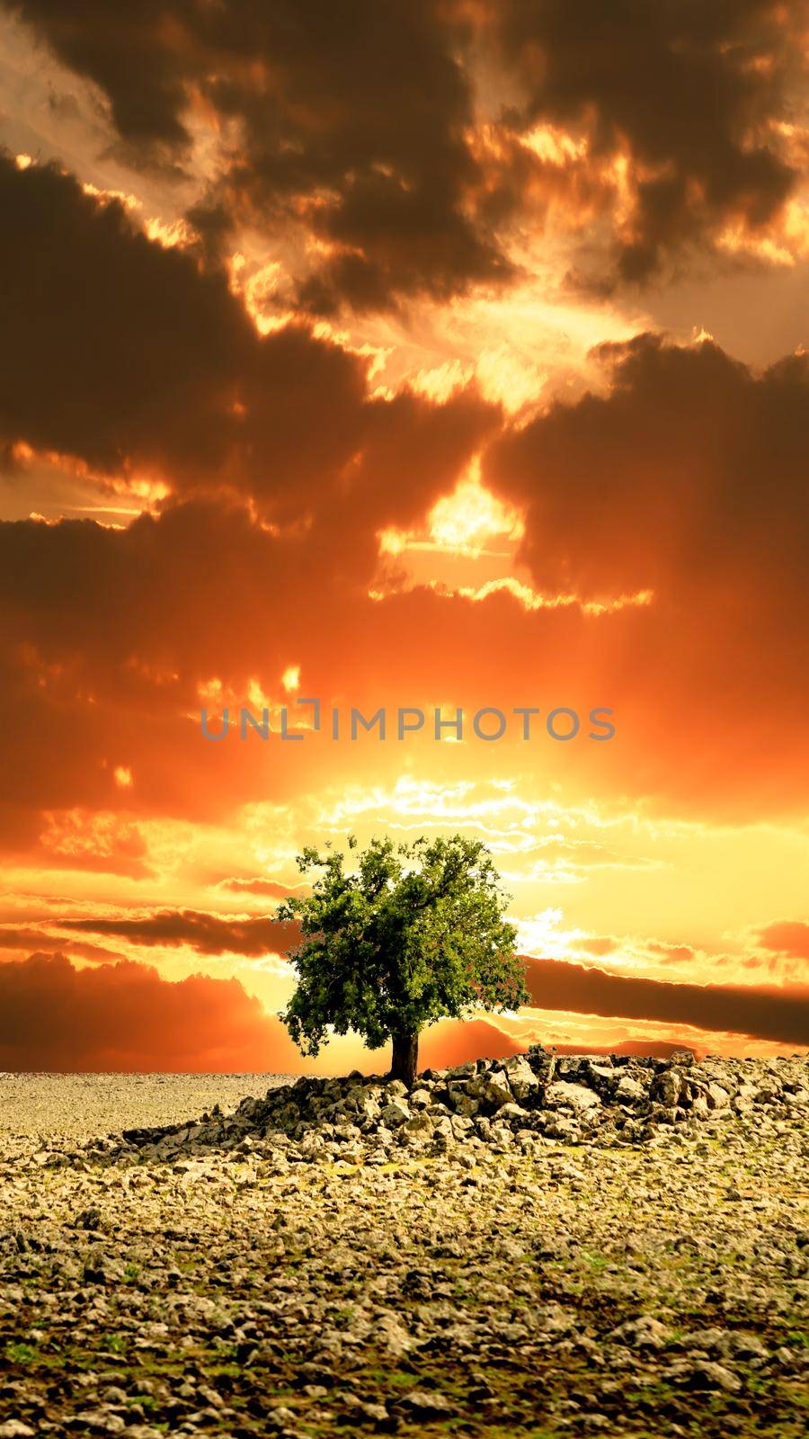 Alone tree on the field by tasci