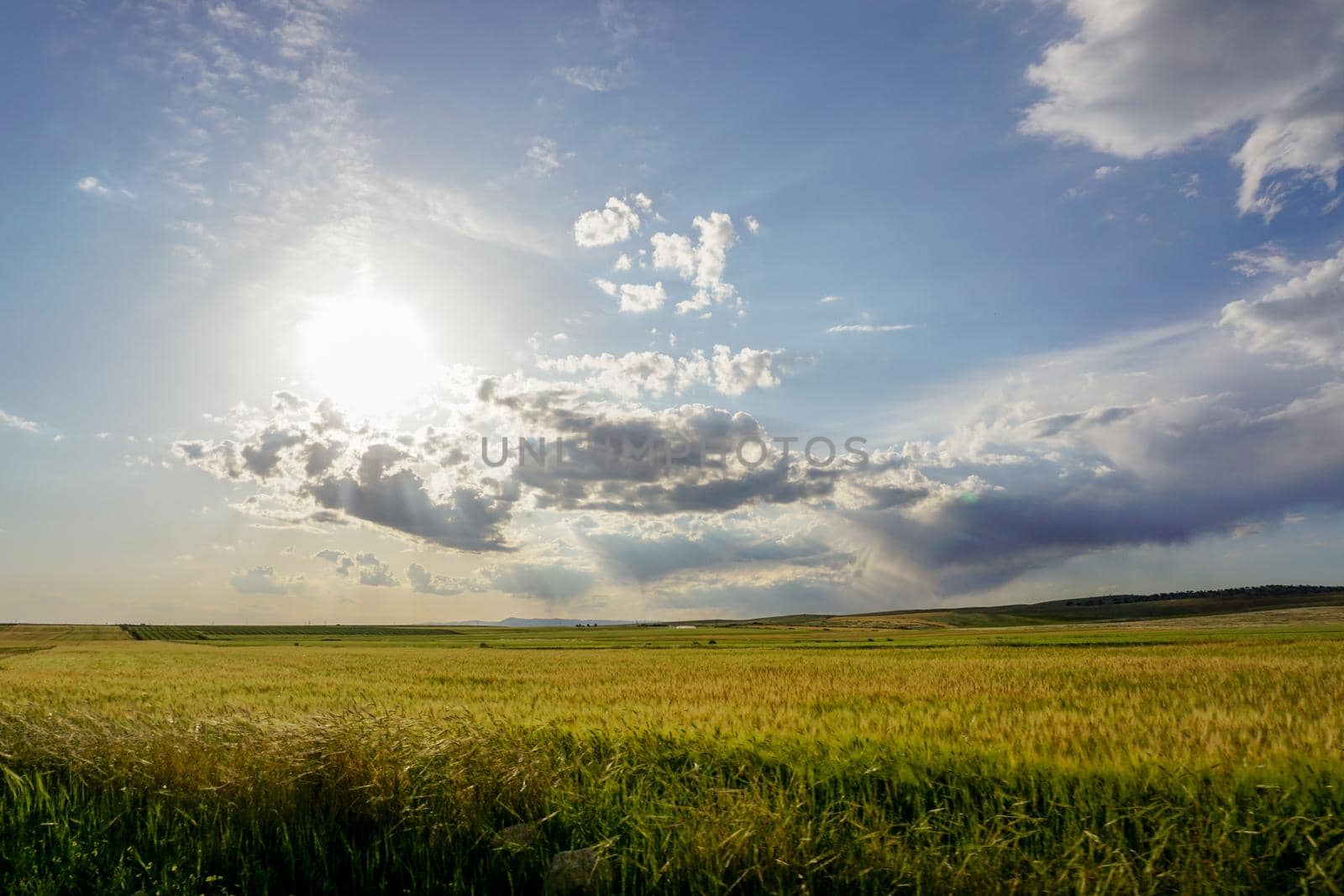 Green wheat ear fields at sunset