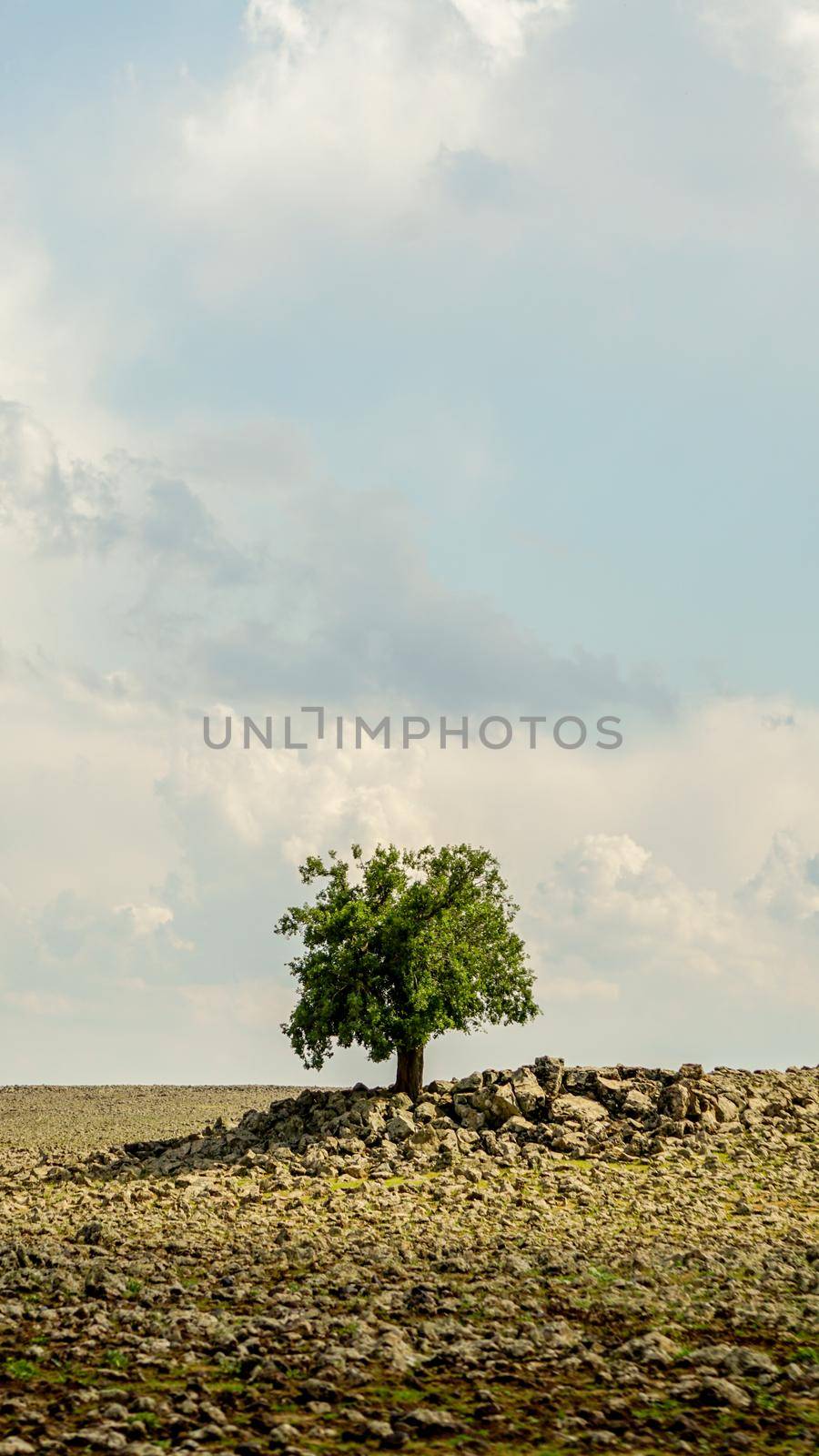 Alone tree on the field by tasci