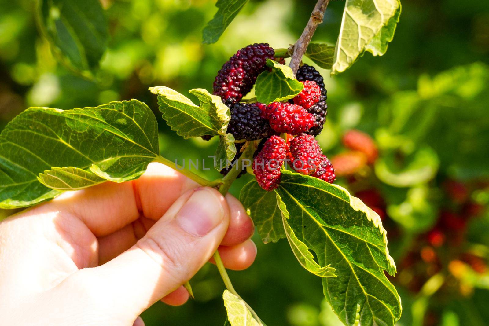 Uncultivated black mullberry on tree close up view