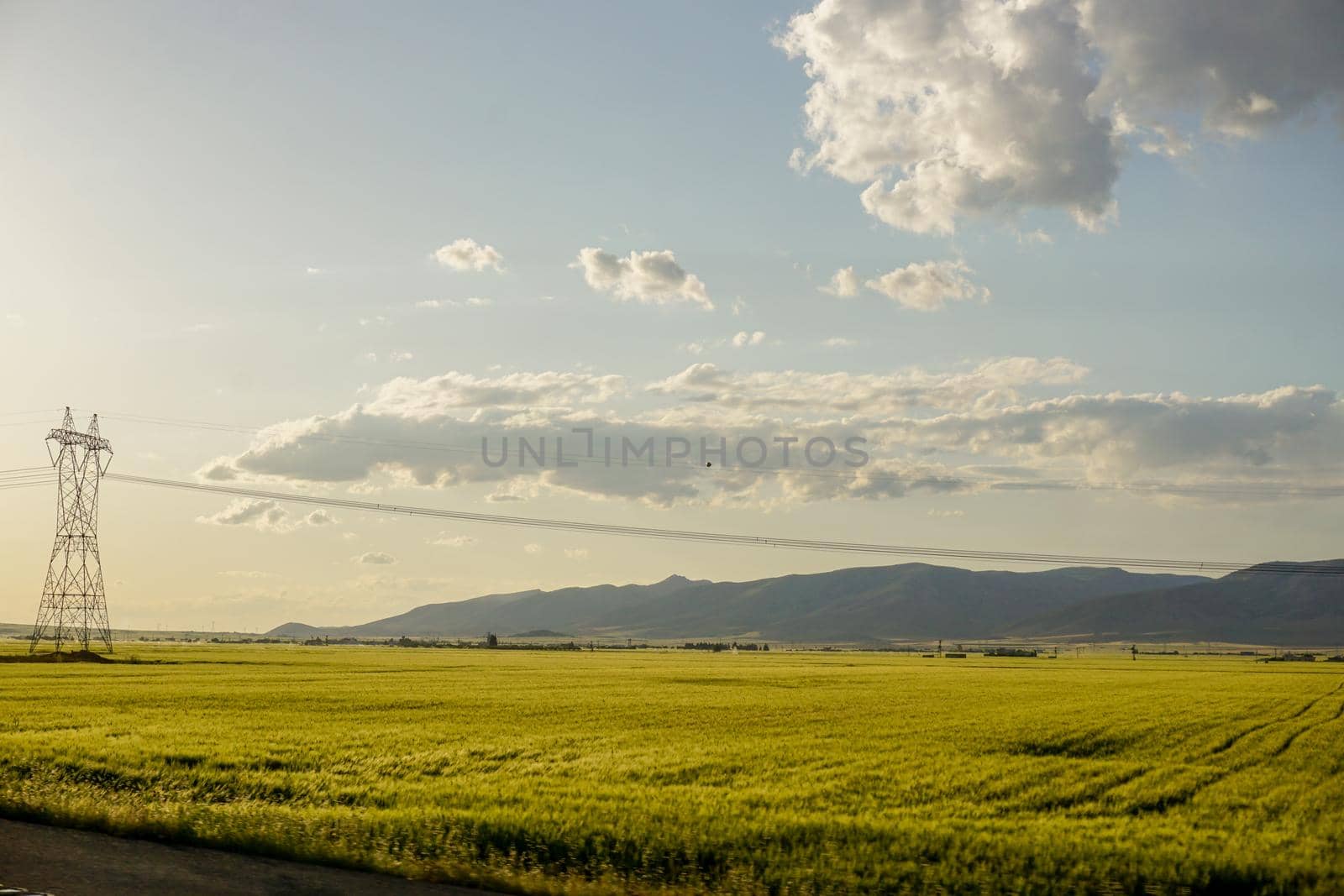 Green wheat ear fields at sunset