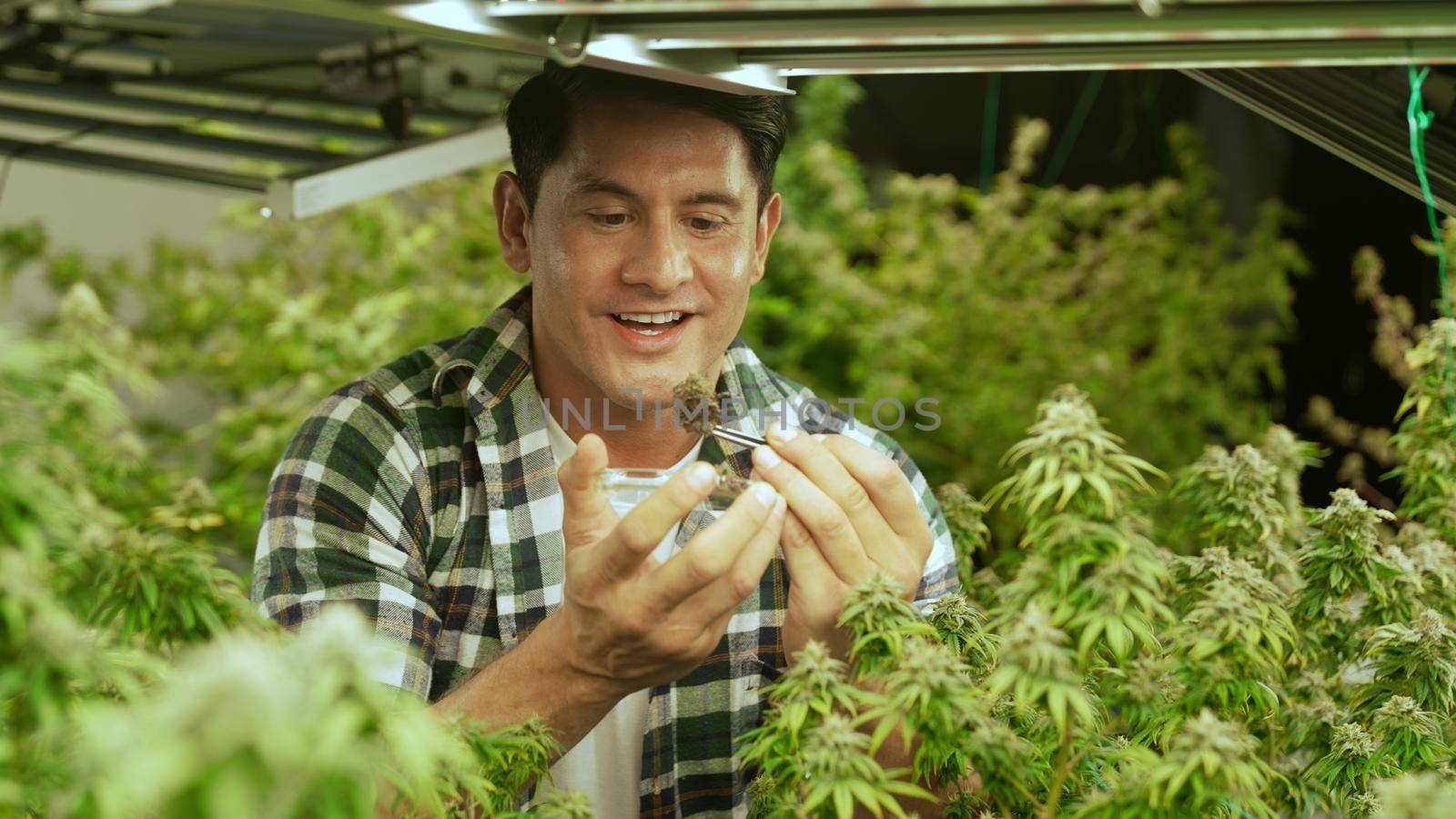 Marijuana farmer tests marijuana buds in curative marijuana farm before harvesting to produce marijuana products